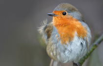 robin