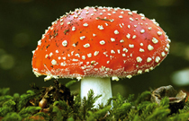 toadstool