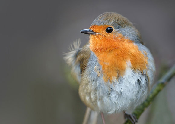 robin
