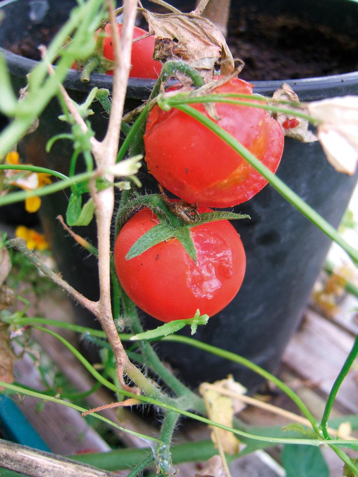 tomato.jpg