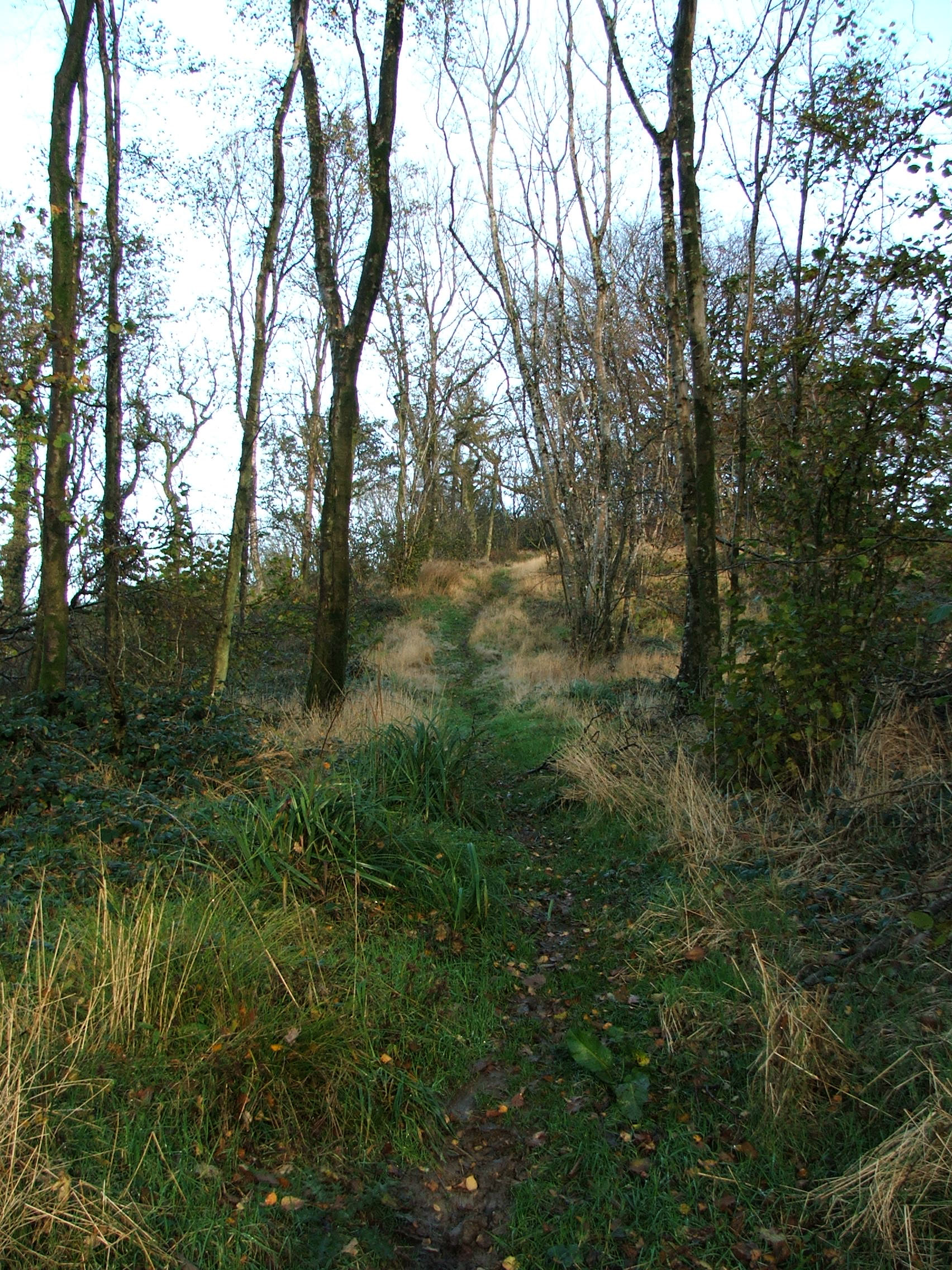 DSCF0011.jpg