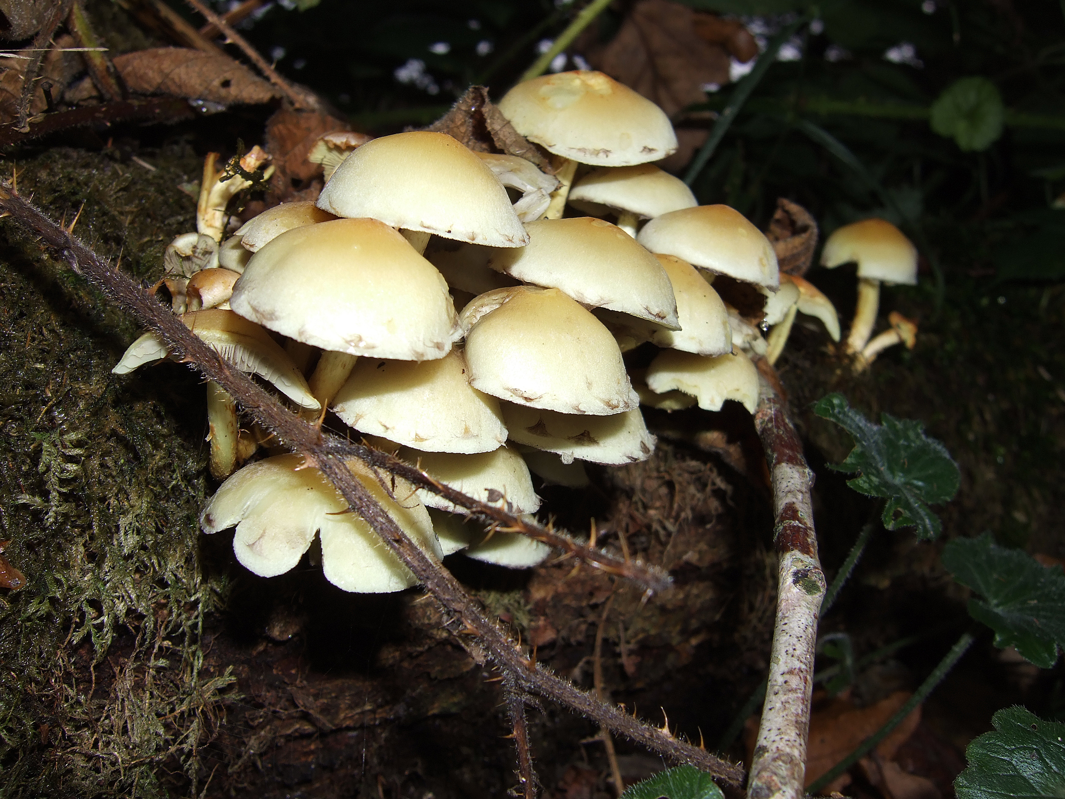 Mushrooms2.jpg