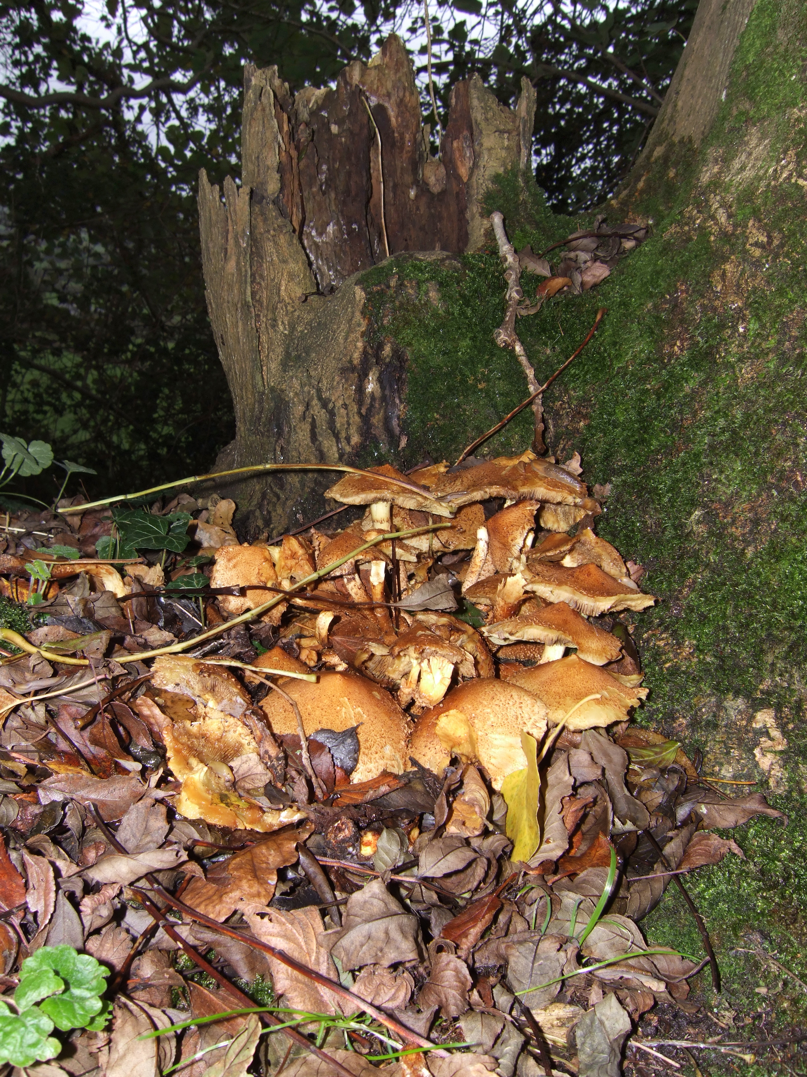 Mushrooms1.jpg