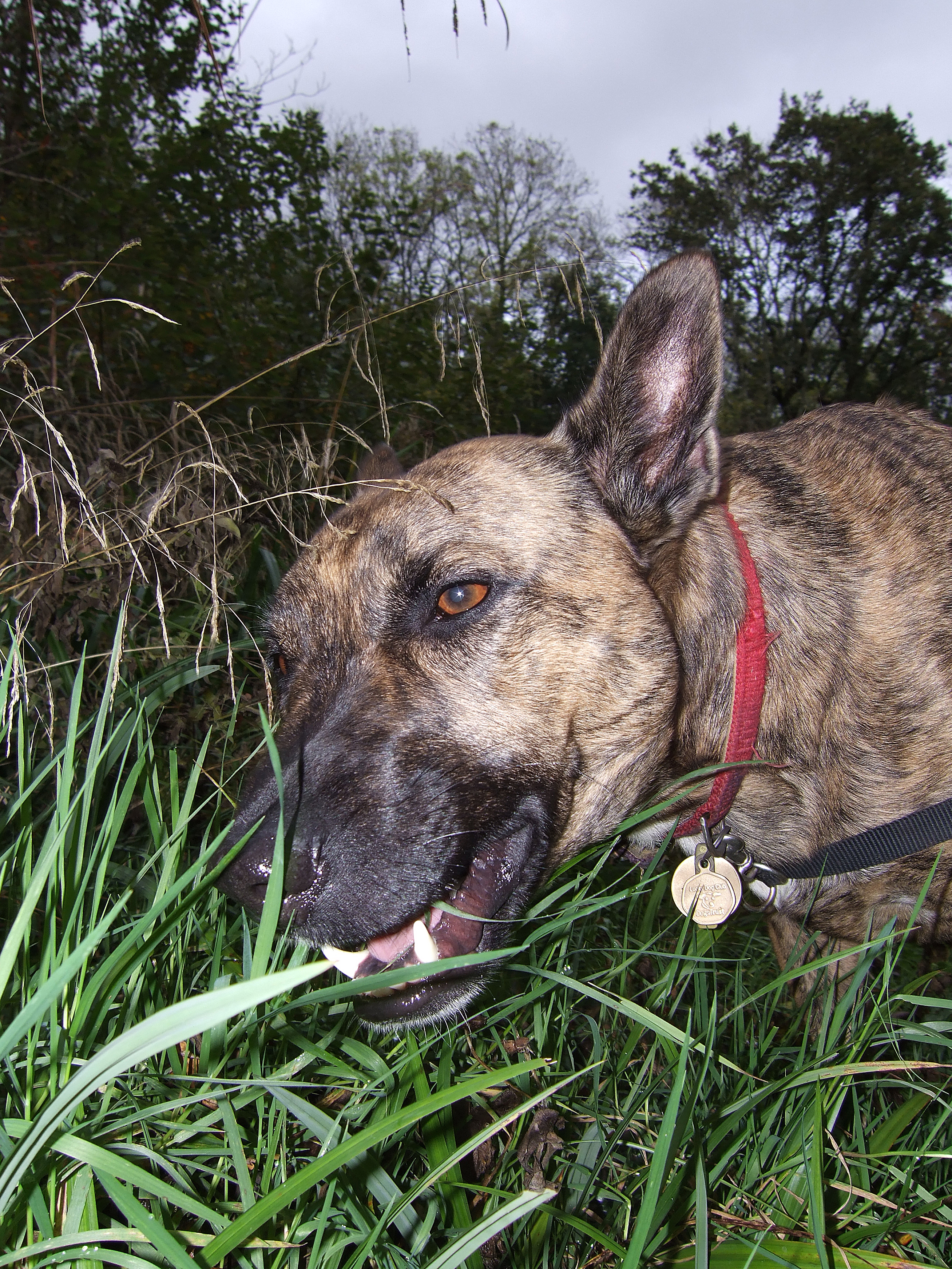 HerbivorousDog.jpg