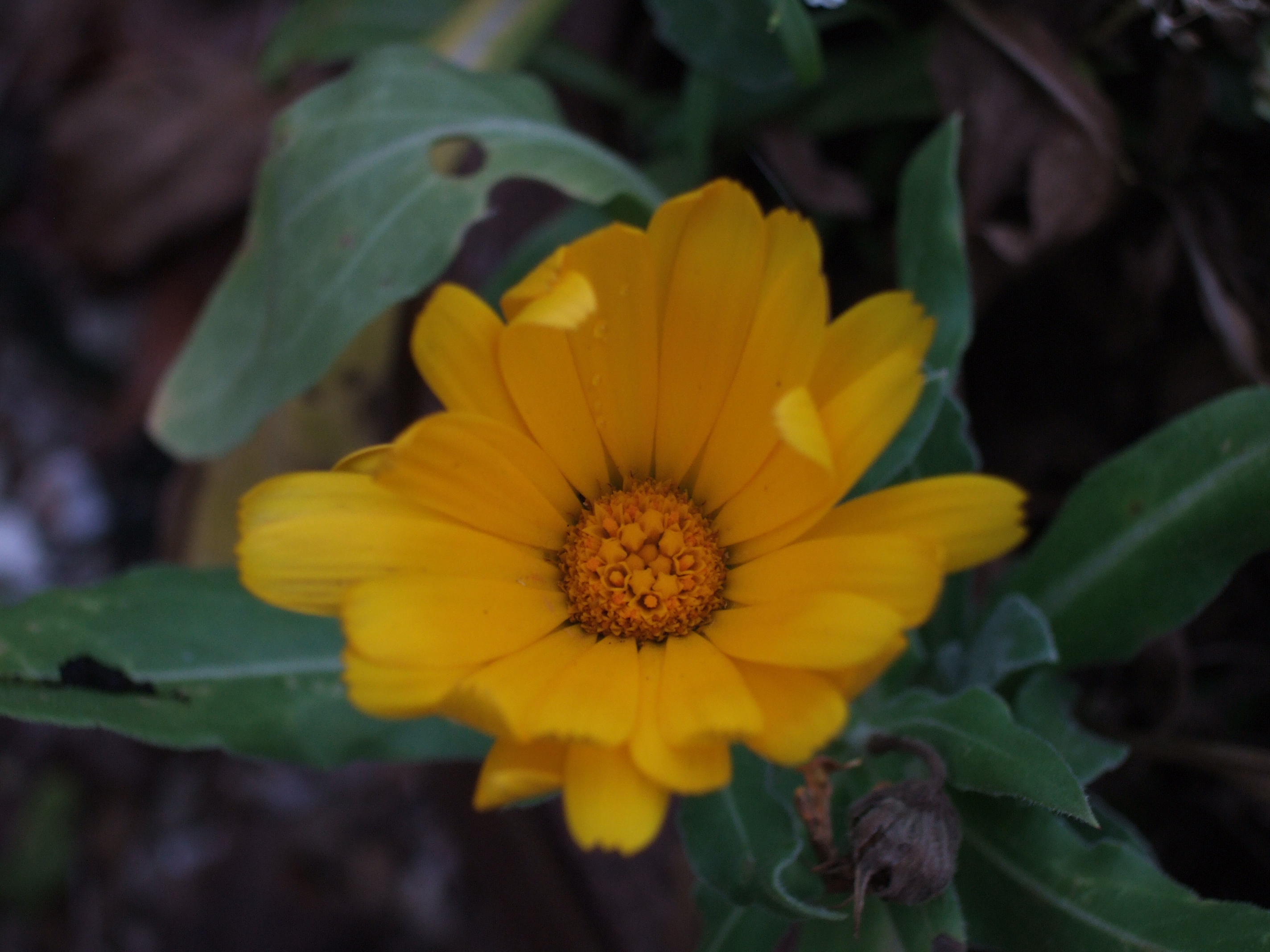 DSCF0025.JPG