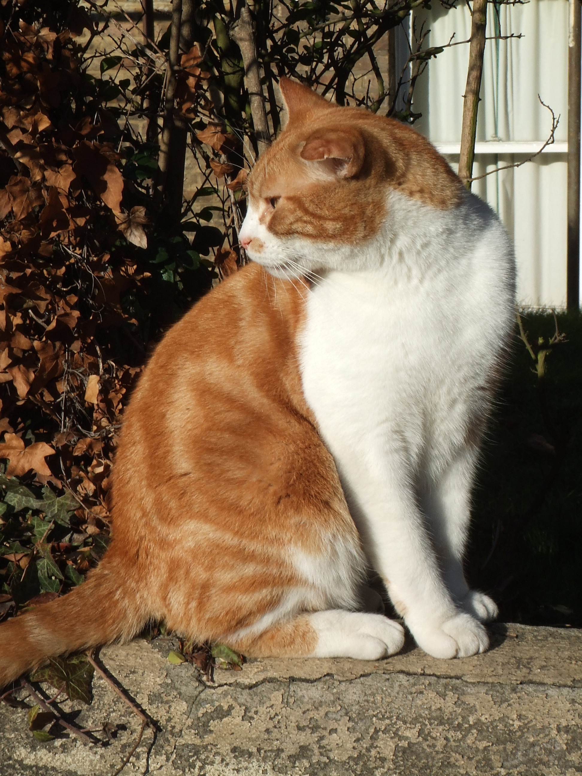 Fujifilm Z206.JPG