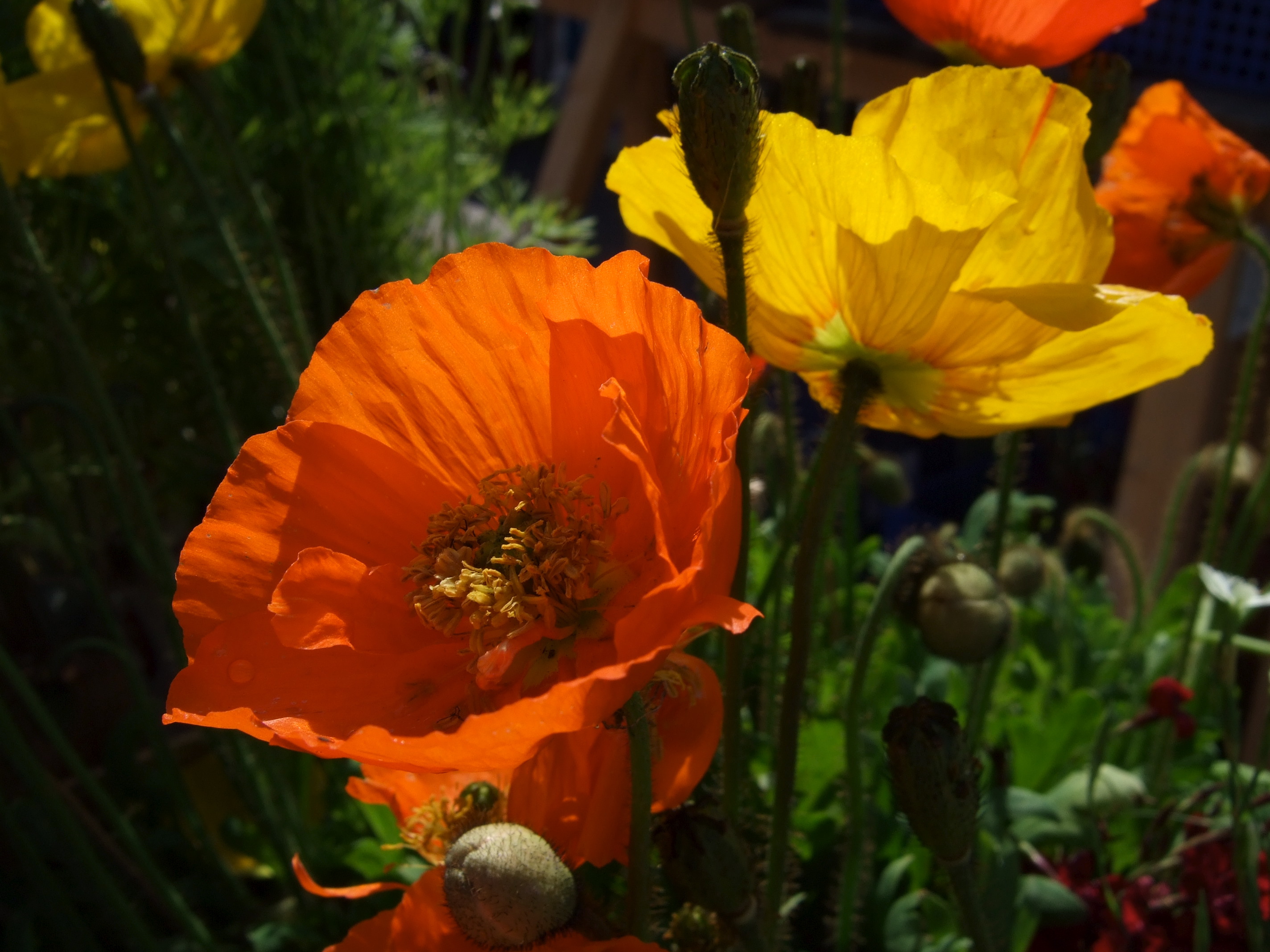 Fujifilm Finepix F30 Sample Image