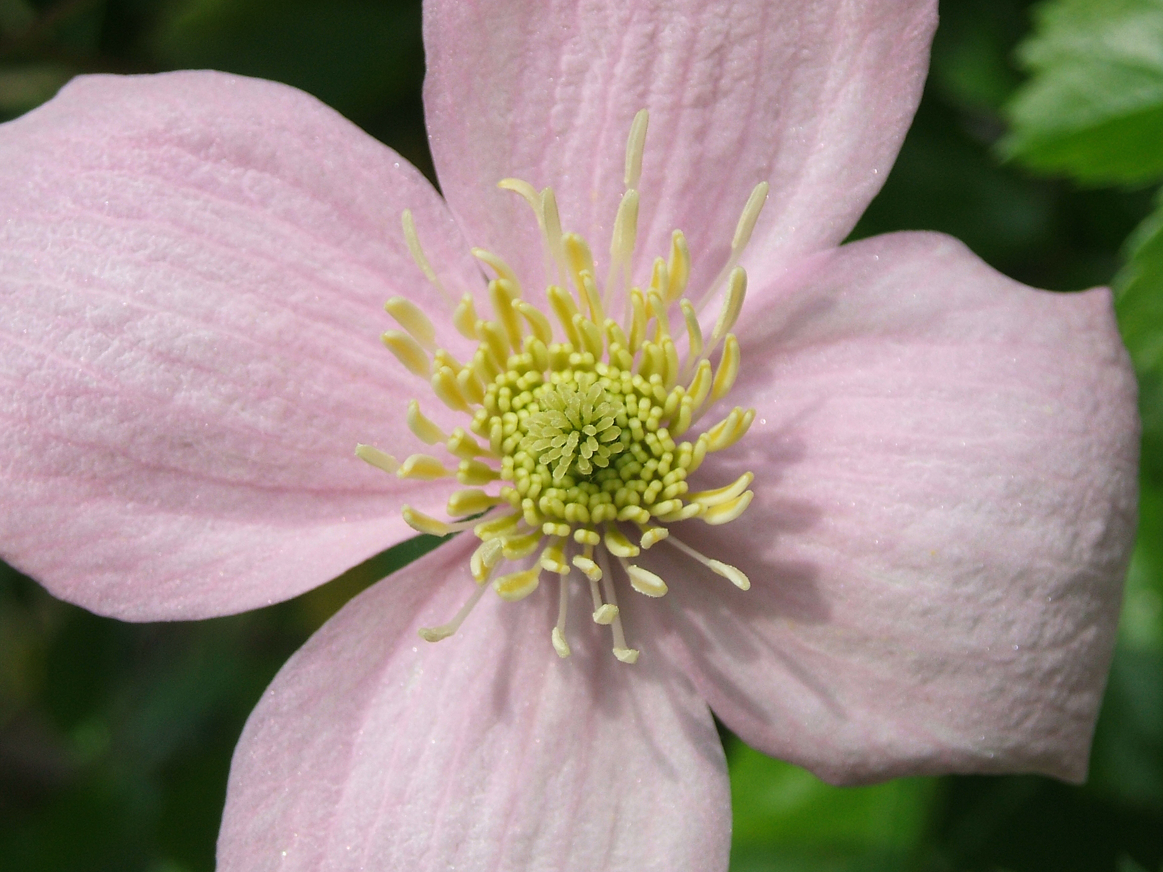Fuji FinePix A400 Sample Image Macro.jpg