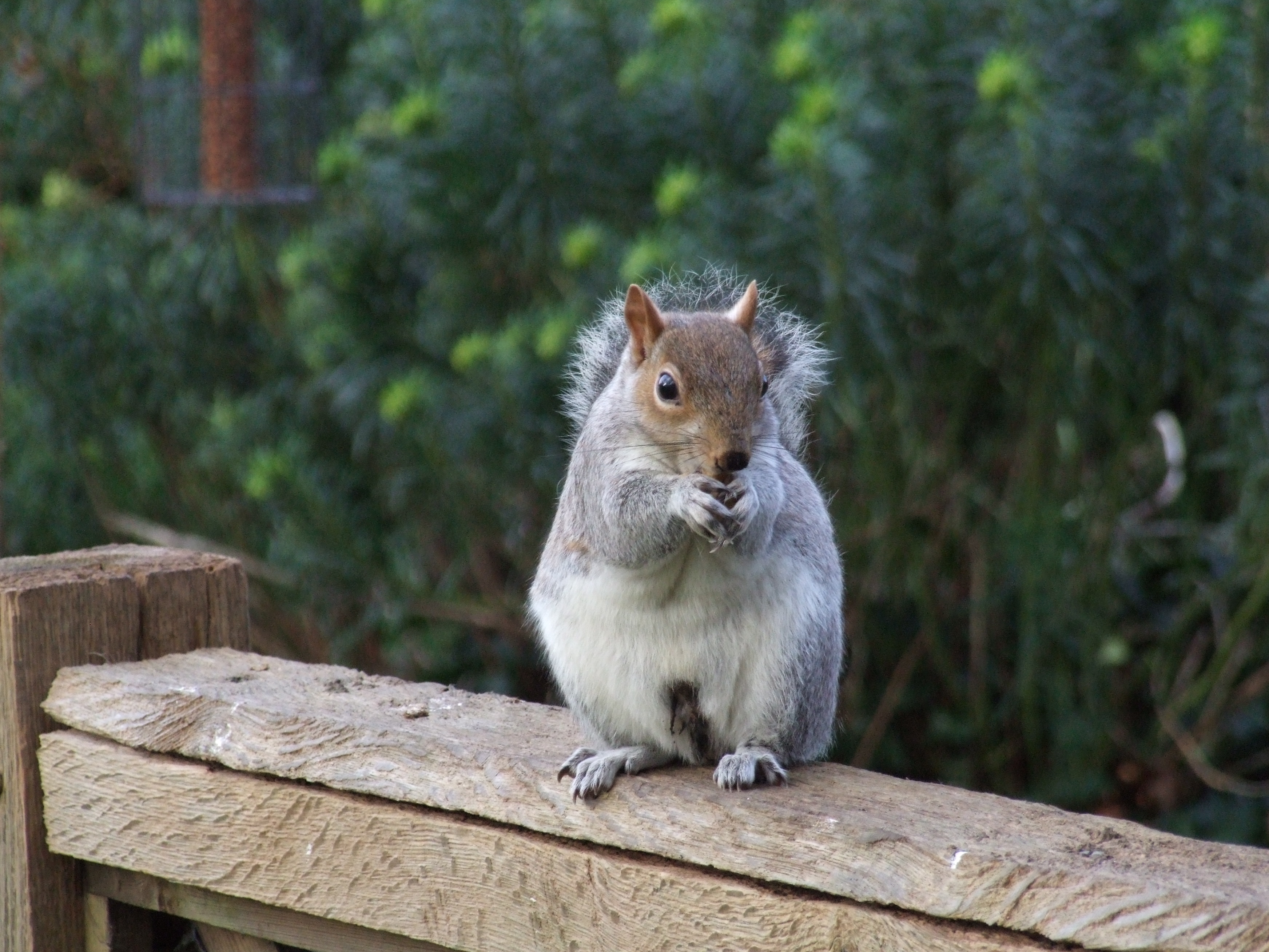 Fuji FinePix S9600 Sample Image f4.9 ISO400 1/300sec