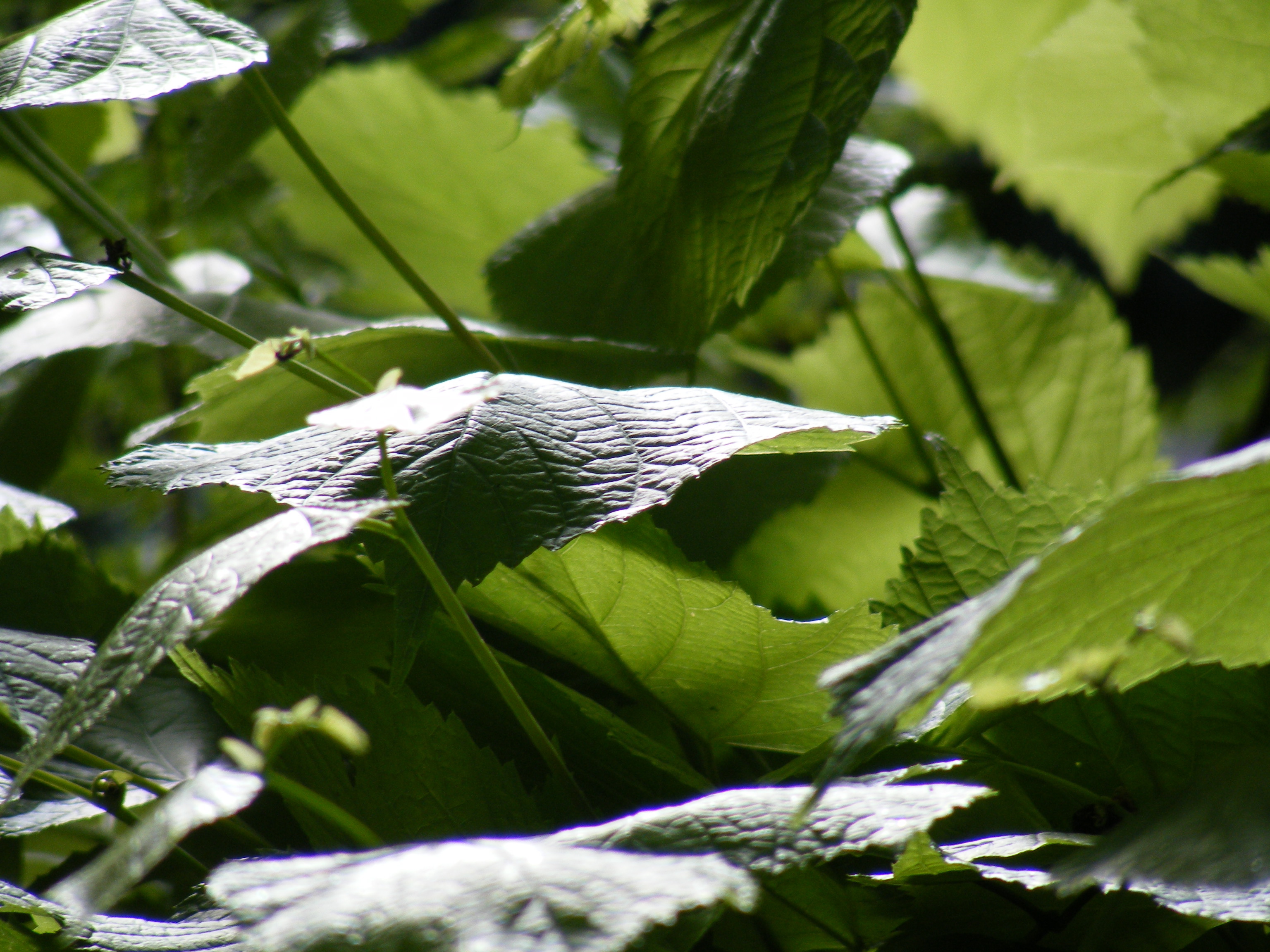 Fujifilm Finepix S5700 Sample Image f3.5 1/150sec ISO100