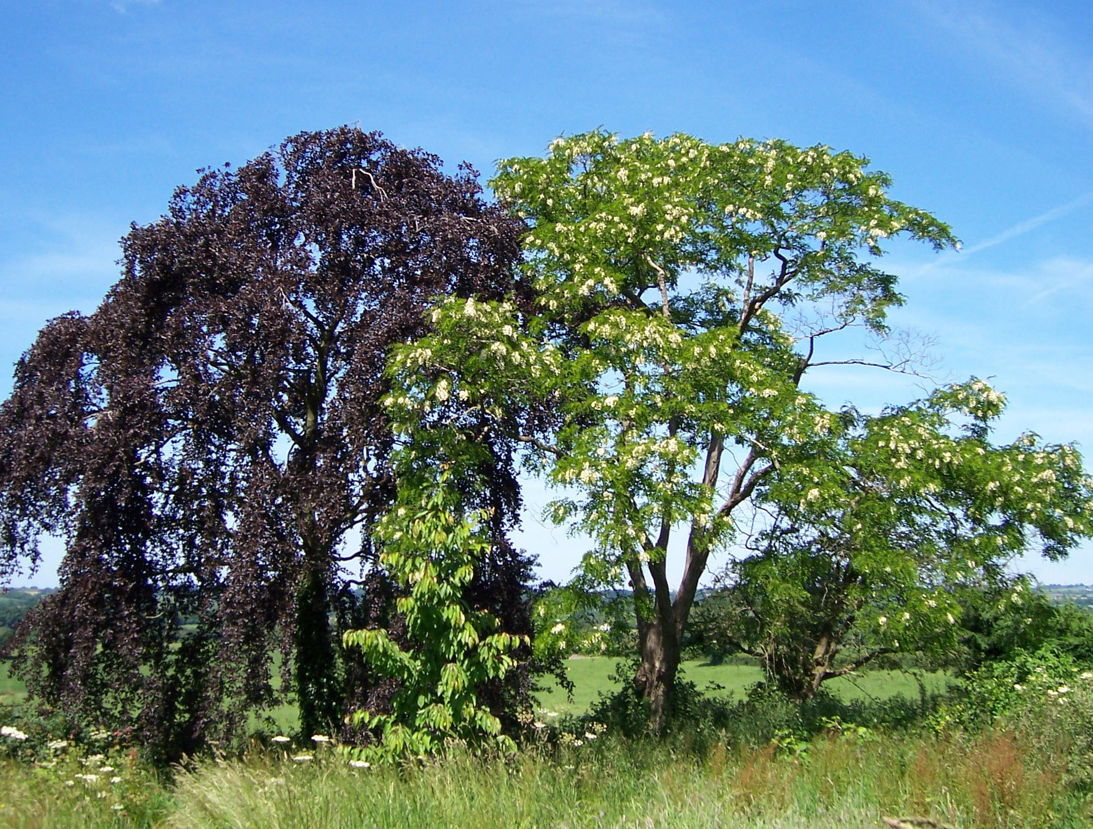ls753-smp8.jpg
