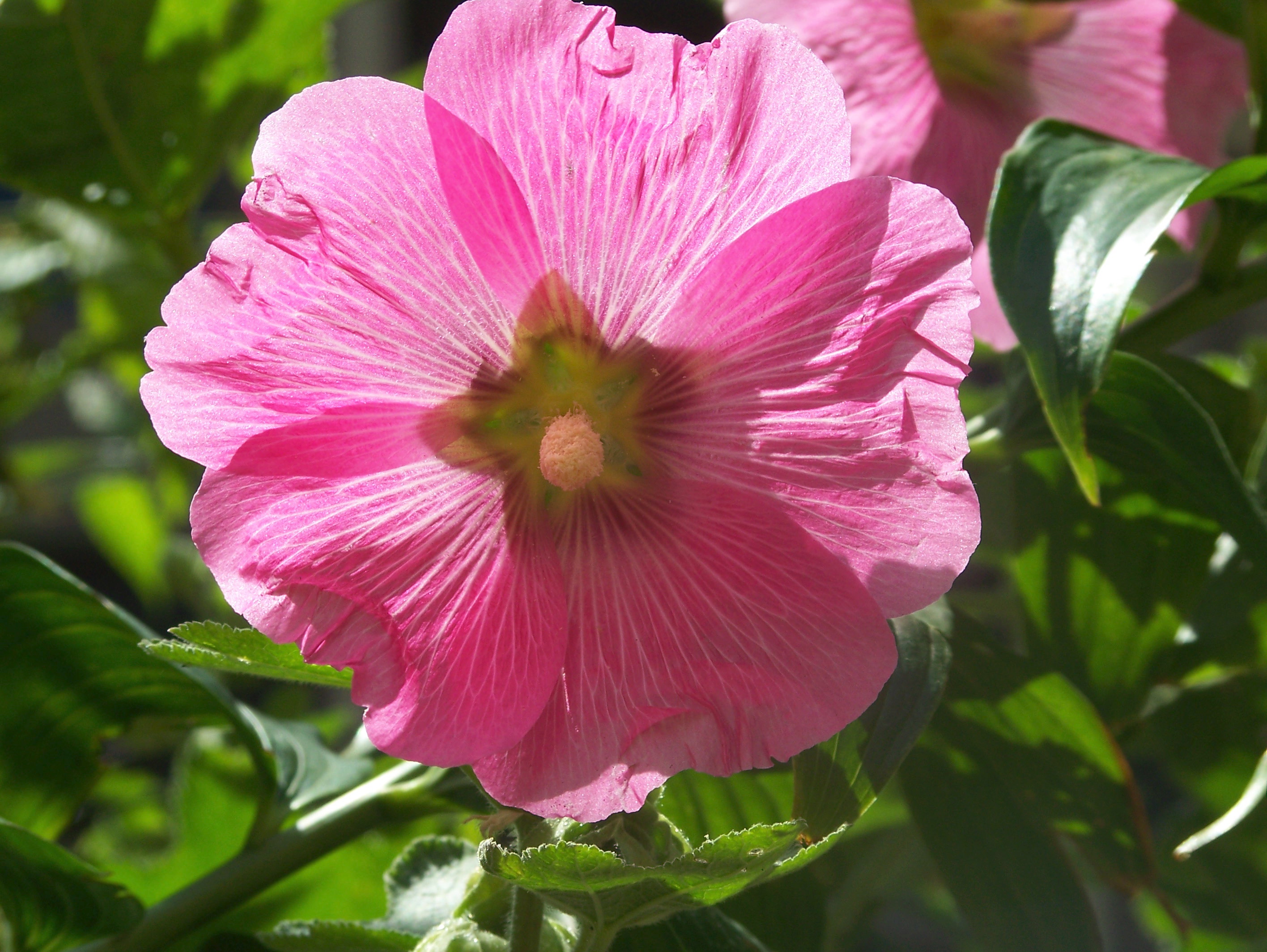Kodak EasyShare Z612 Sample Image