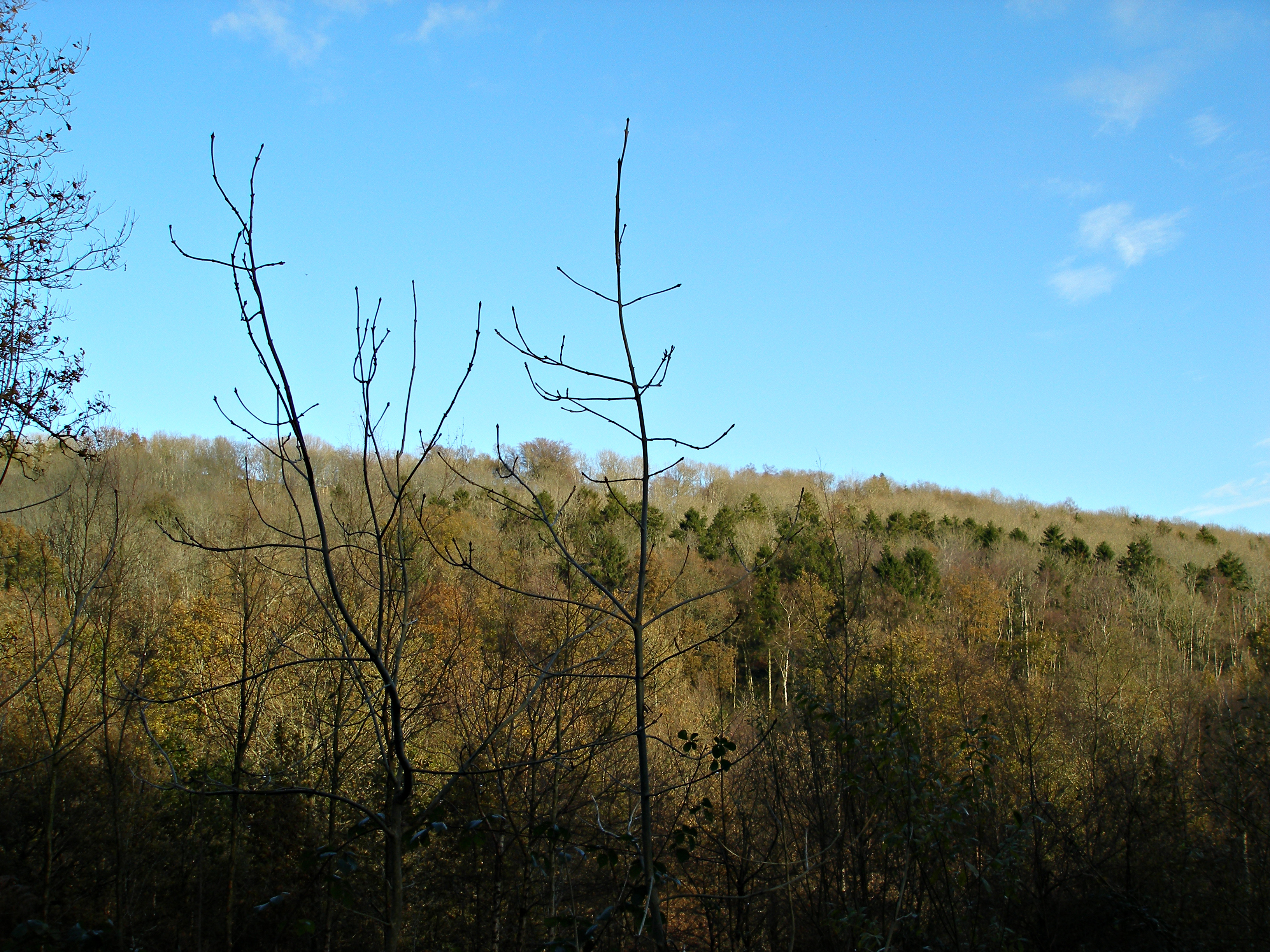 P1010054.jpg