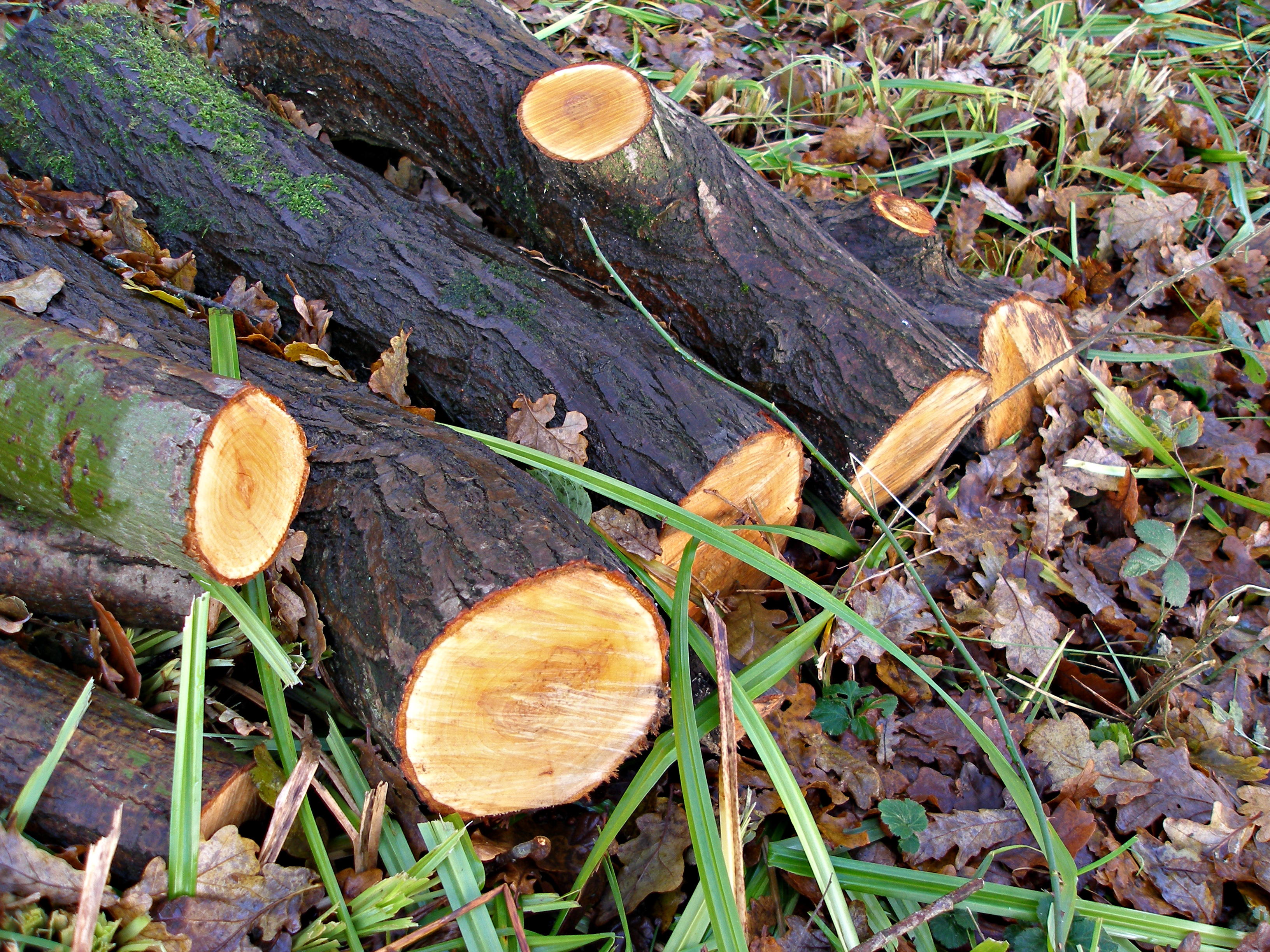 P1010060.jpg