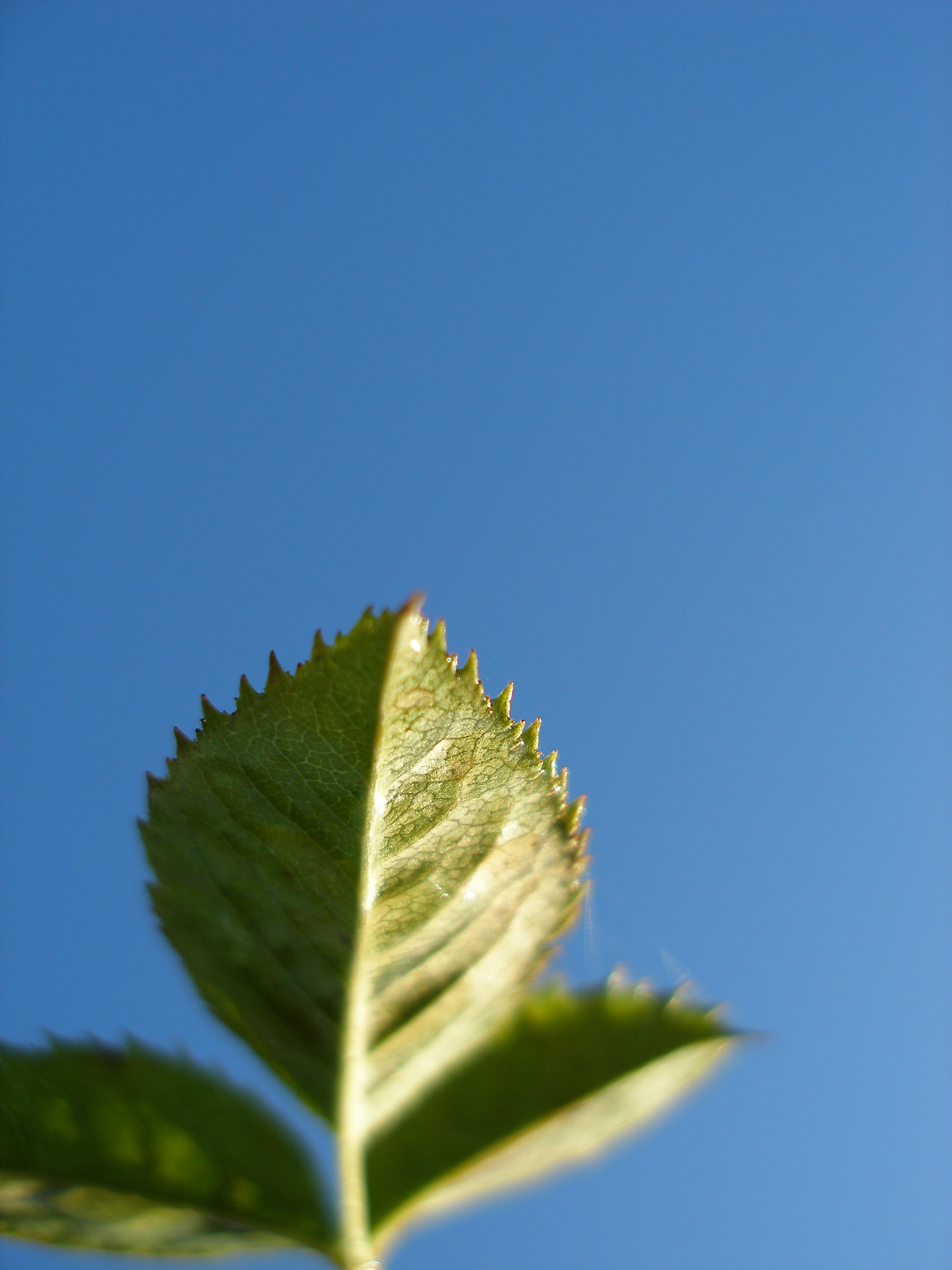 SuperMacro2.jpg