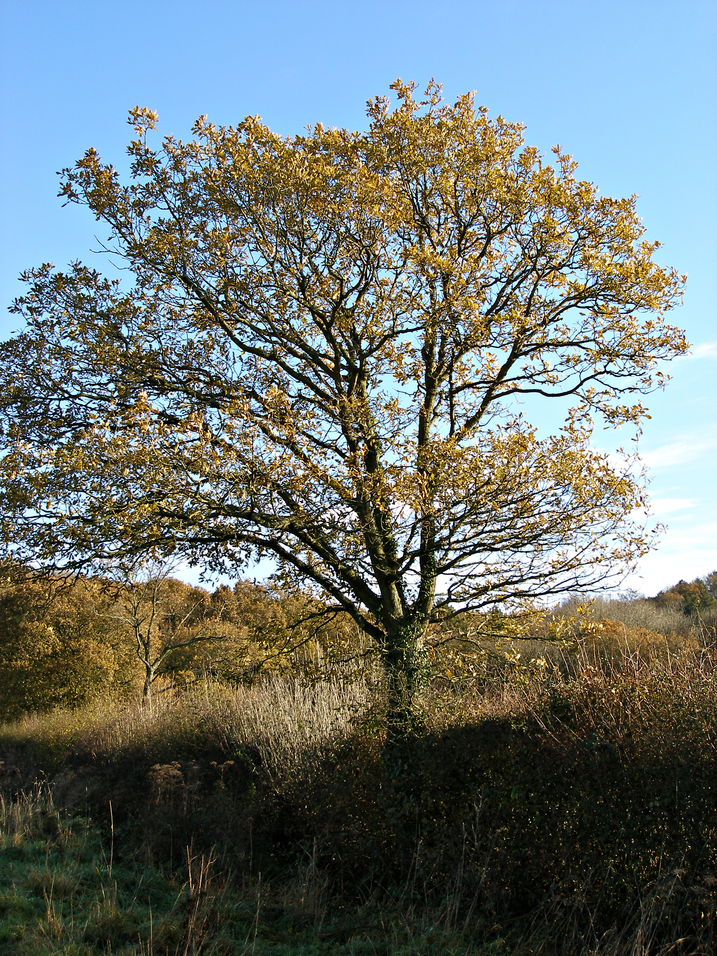 P1010029.jpg