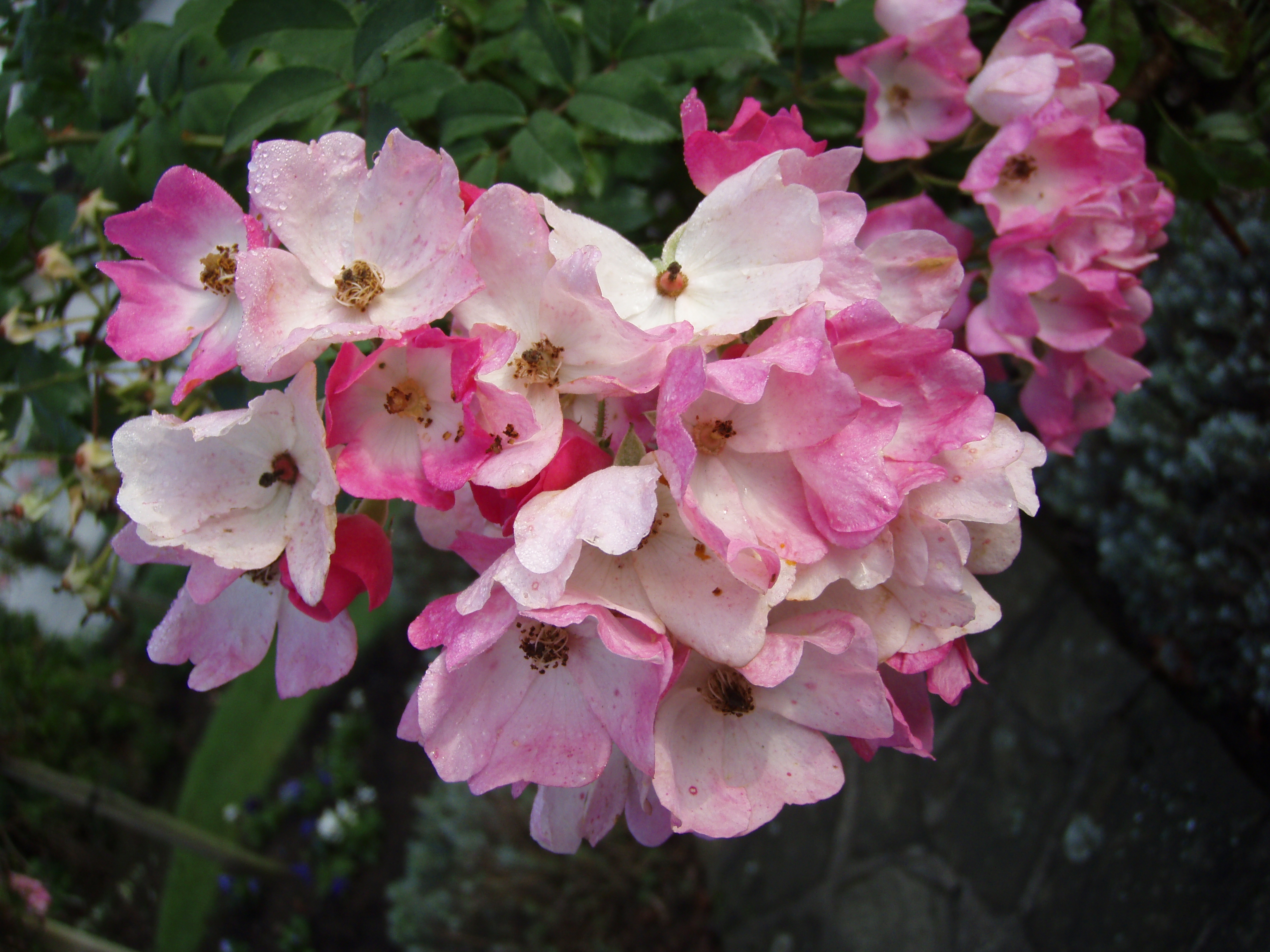 ISO80-f3.5-6.7mm.JPG