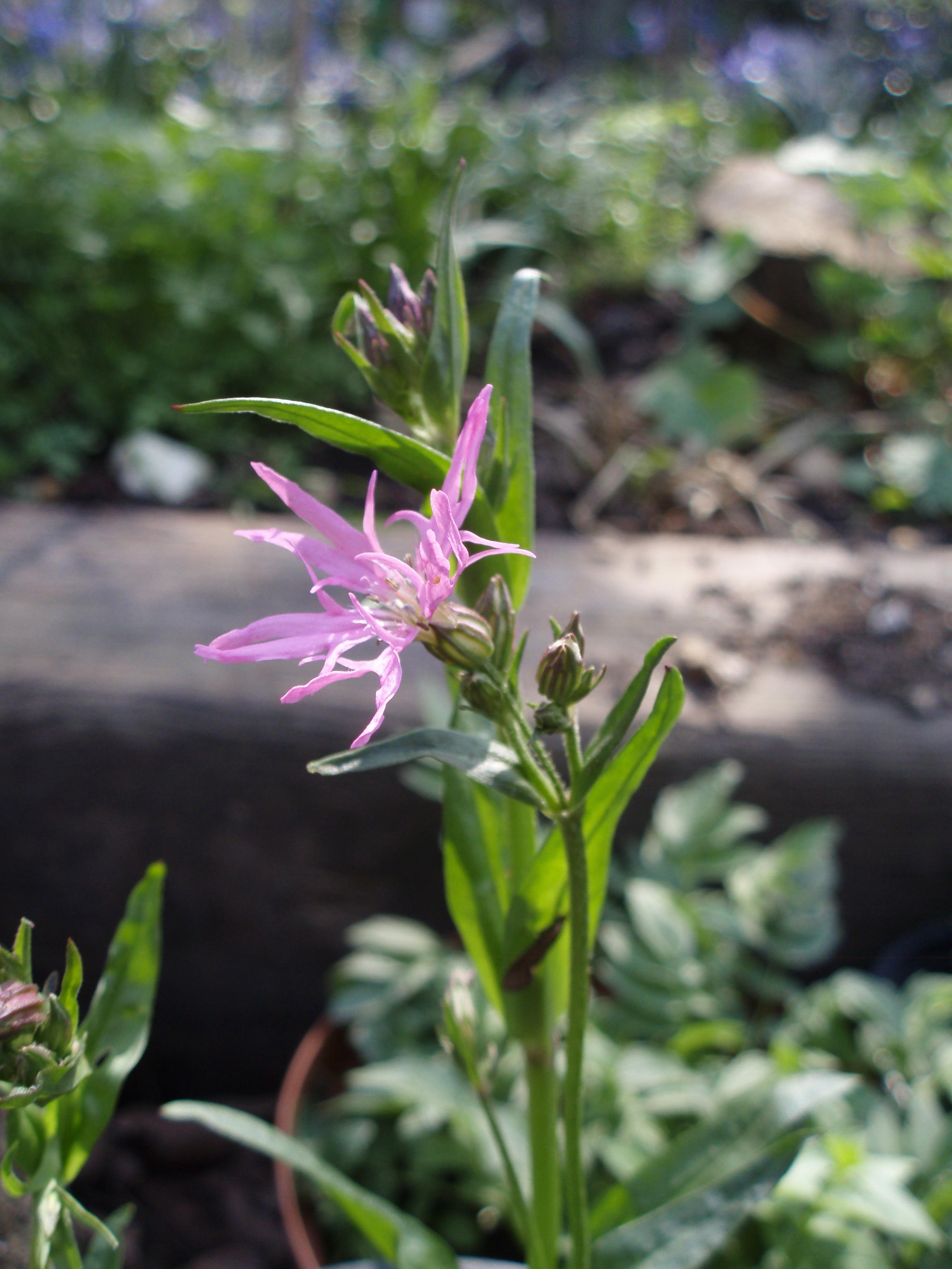 Olympus Mju 760 Sample Image f3.4 1/200sec ISO100