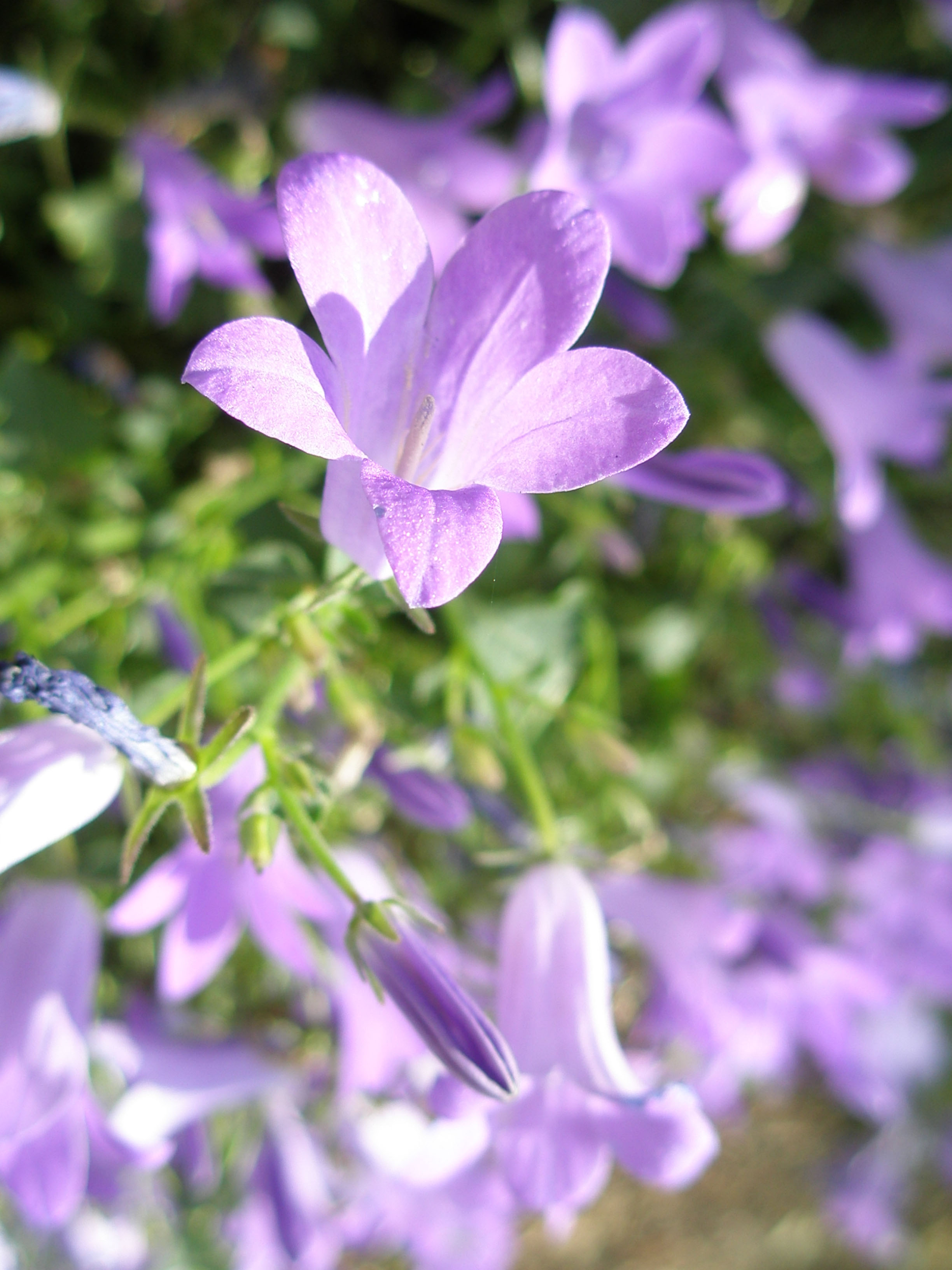 Olympus FE-250 f2.8 1/400sec ISO64
