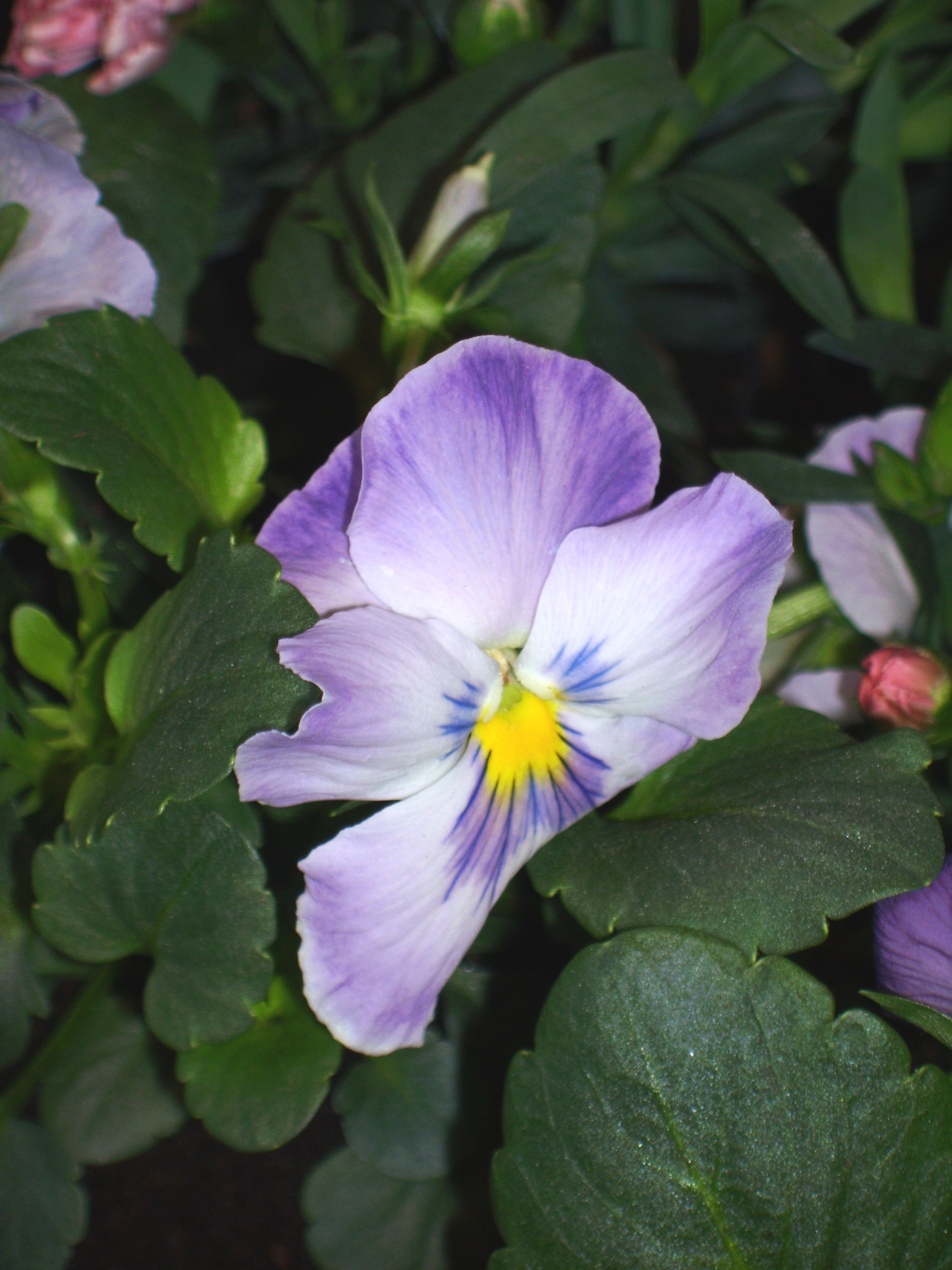 BenQ DC C1000 Sample Image f5.2 1/60sec ISO50