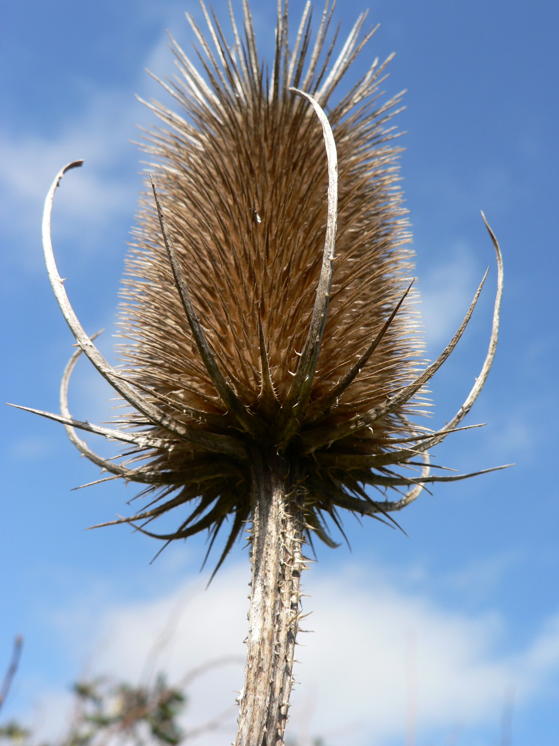 Teasel.jpg