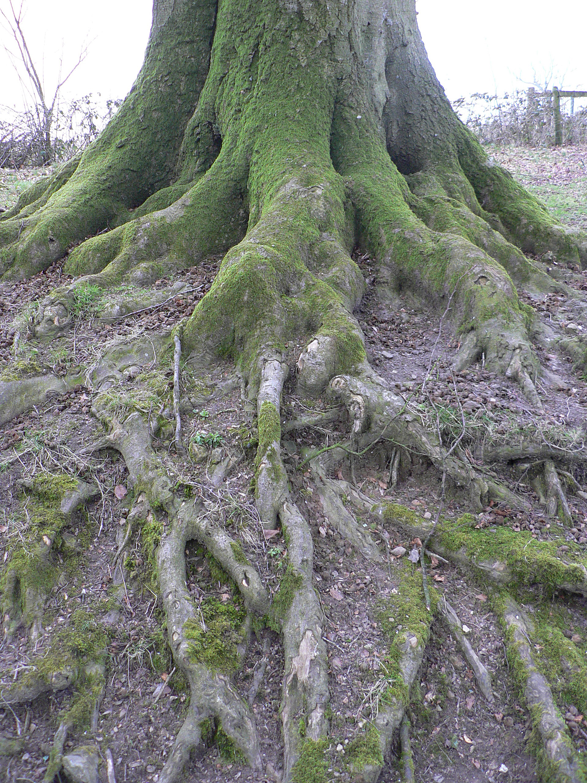 TreeRoots.jpg