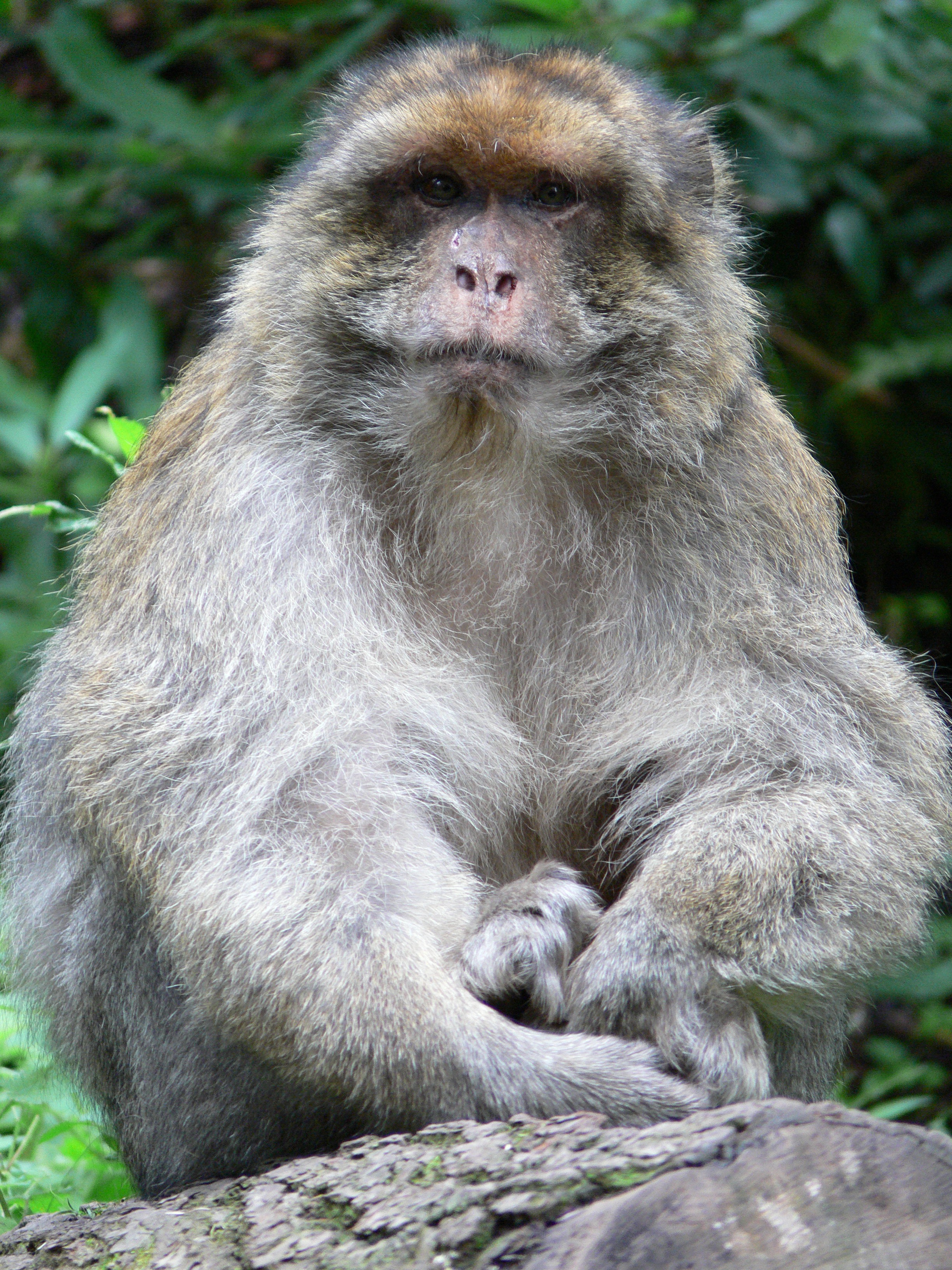 Panasonic FZ302.JPG
