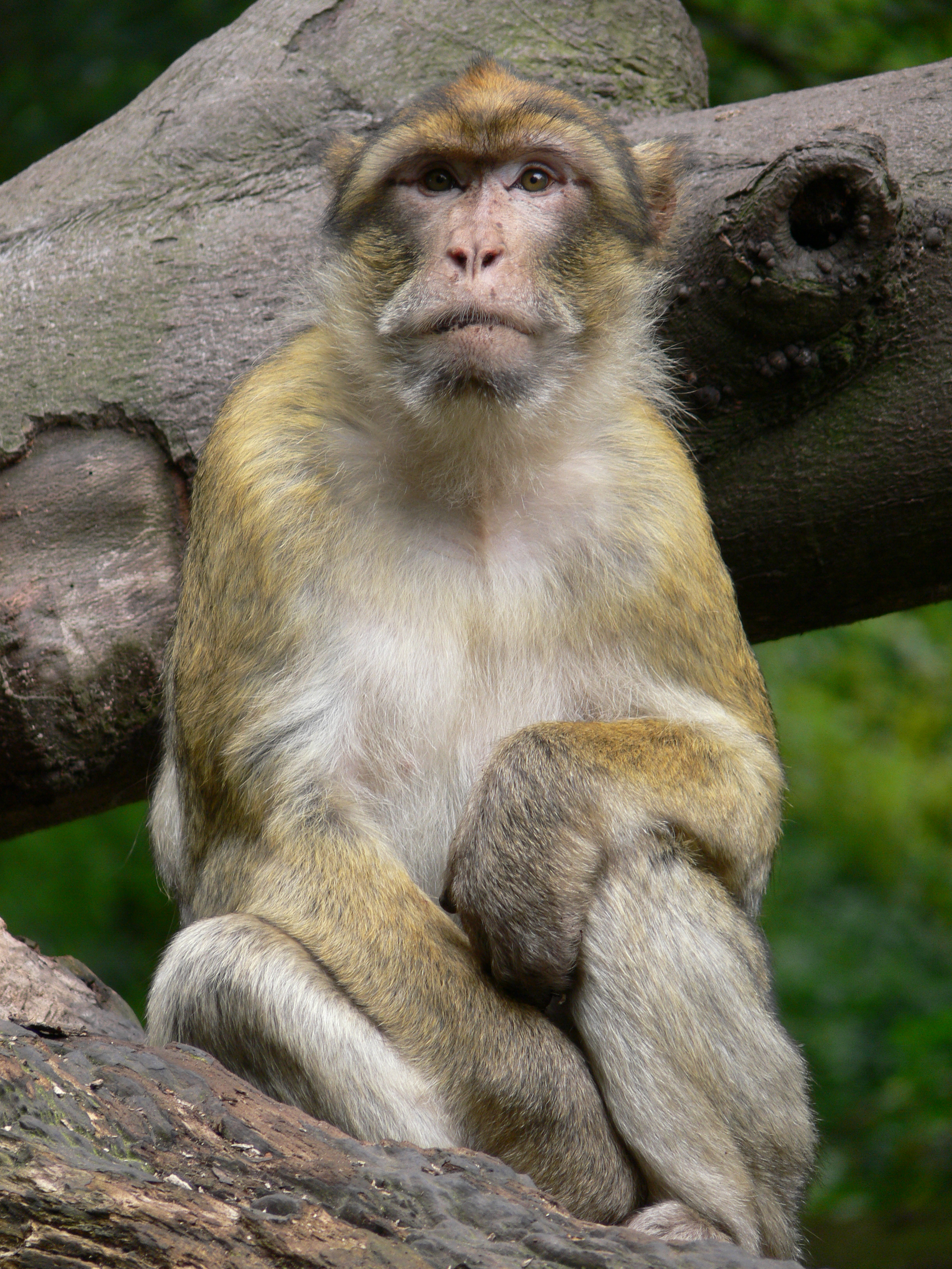 Panasonic FZ301.JPG