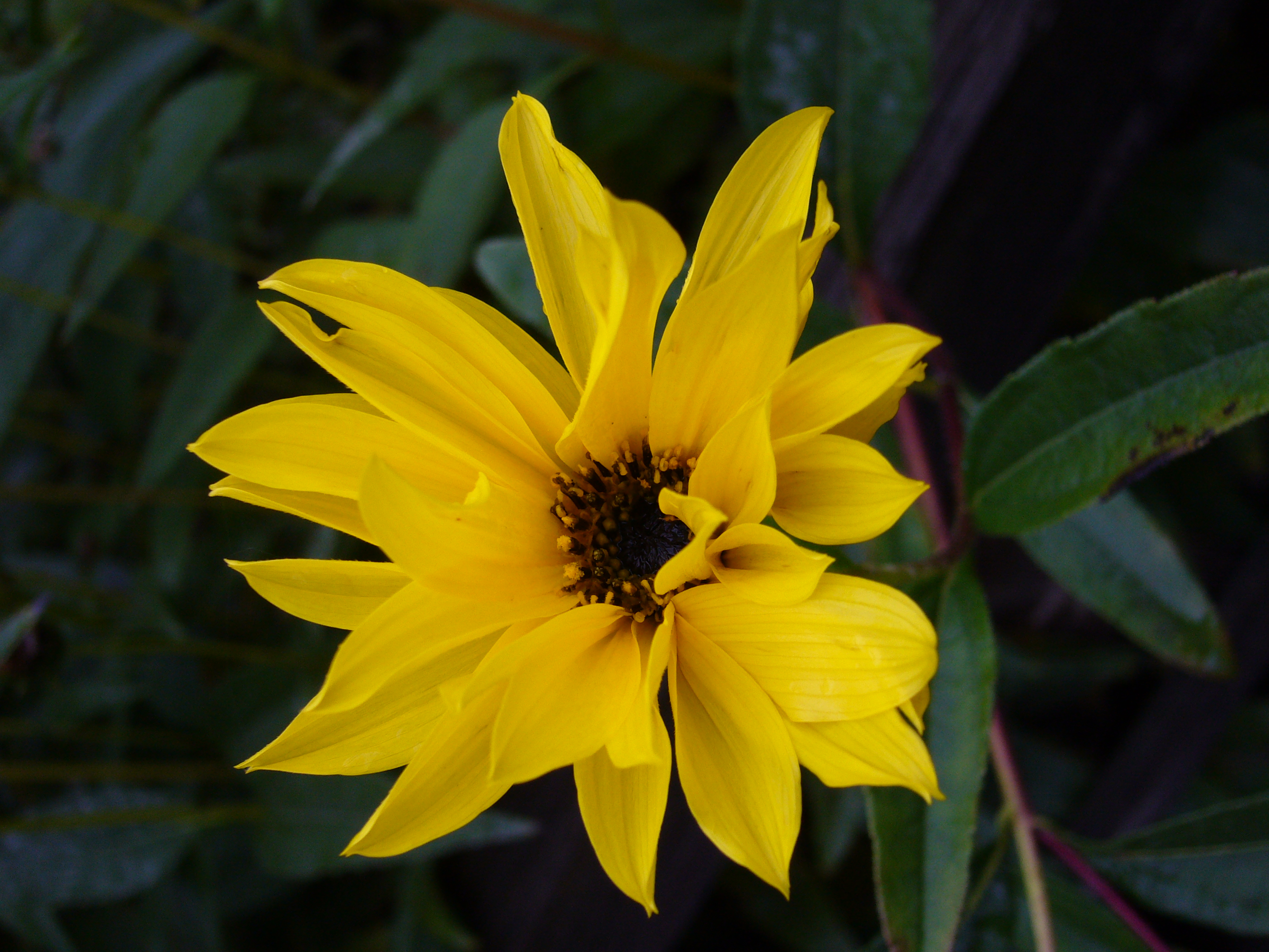 Panasonic FX9 MACRO.JPG