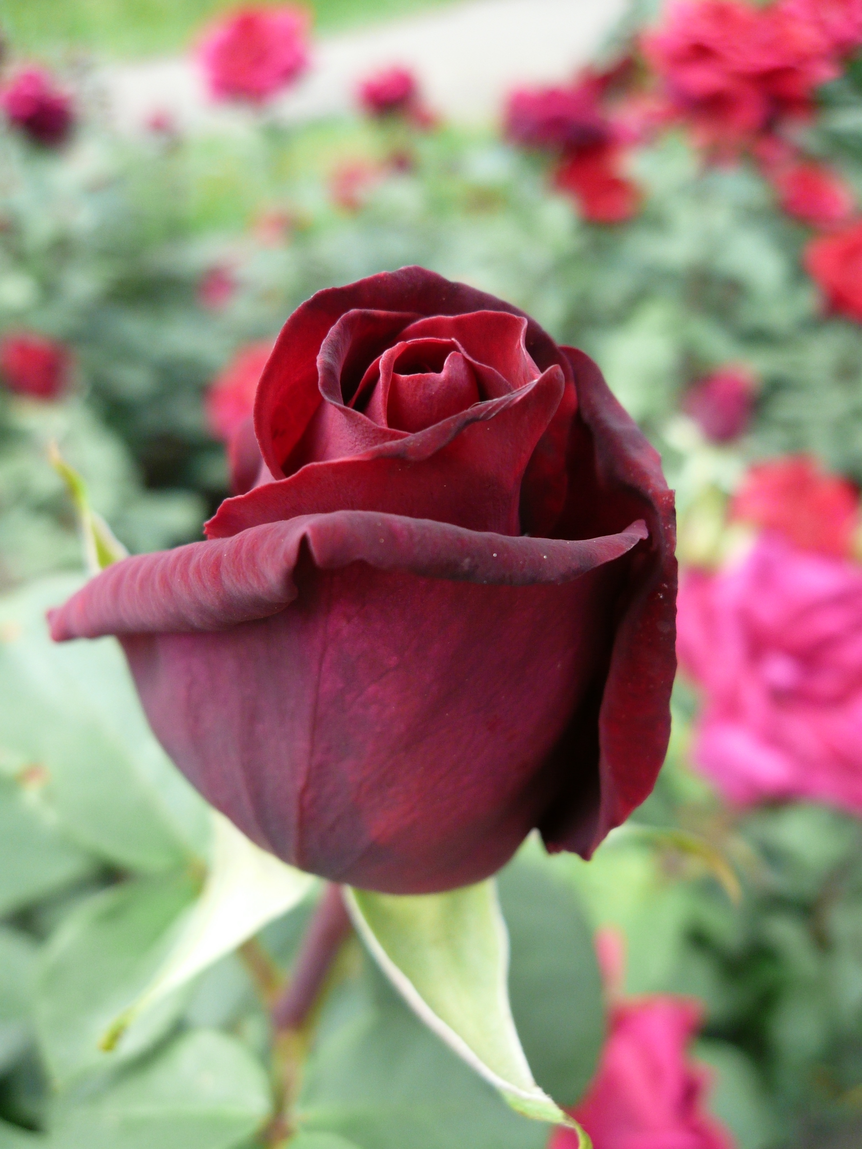 Panasonic Lumix DMC FX100 Sample Image f2.8 1/320sec ISO200