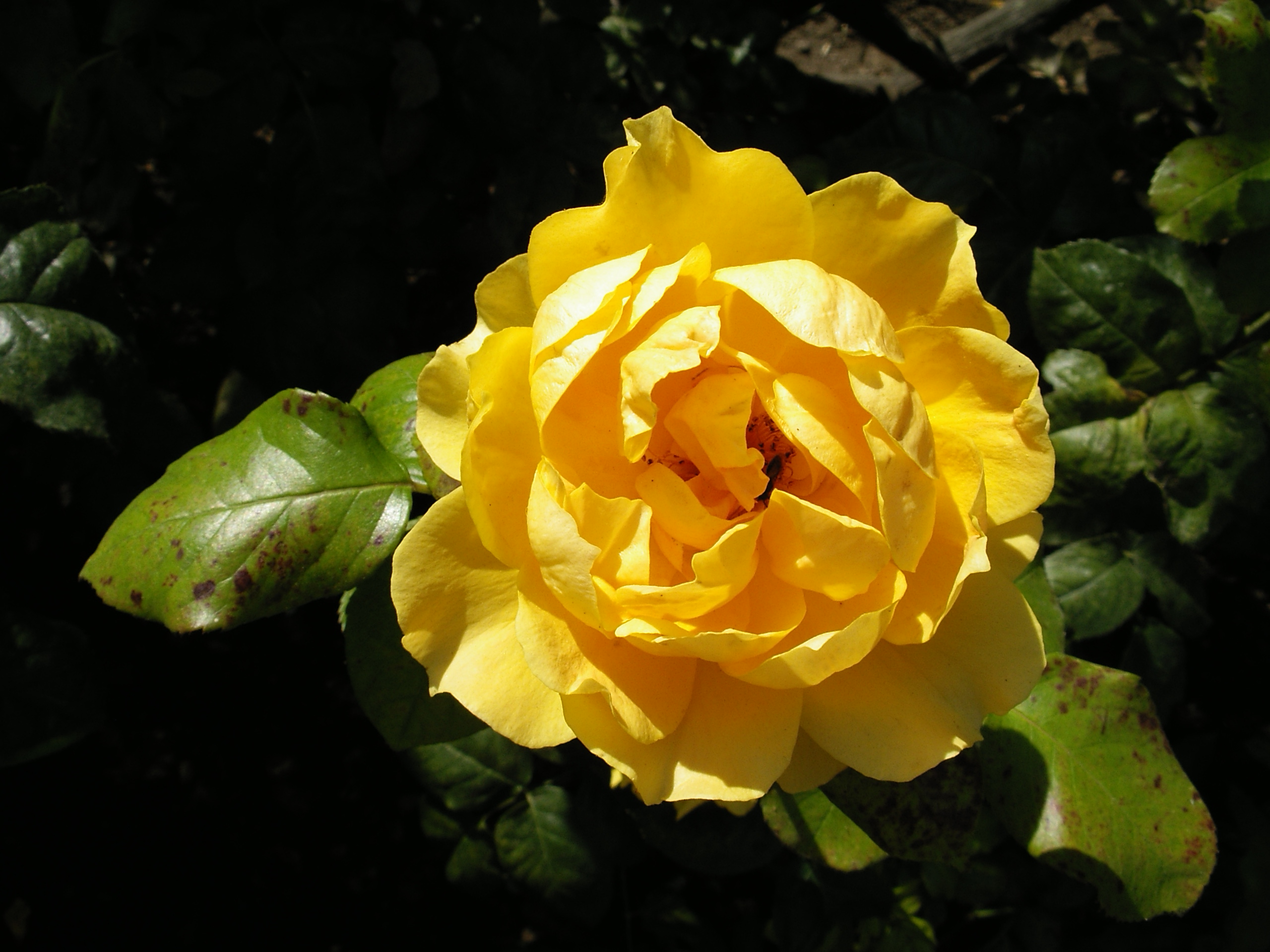 Pentax Optio SVi15.JPG