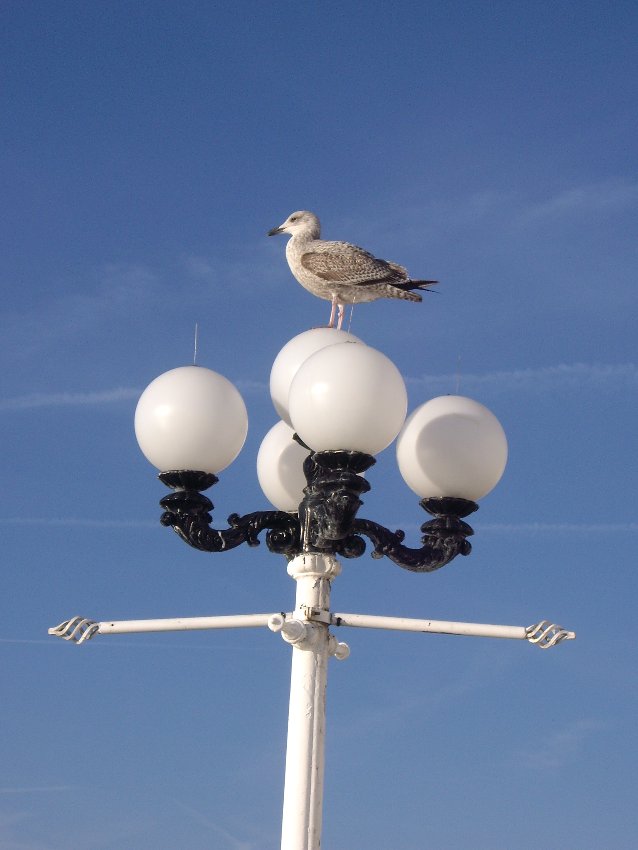 Pentax S608.JPG
