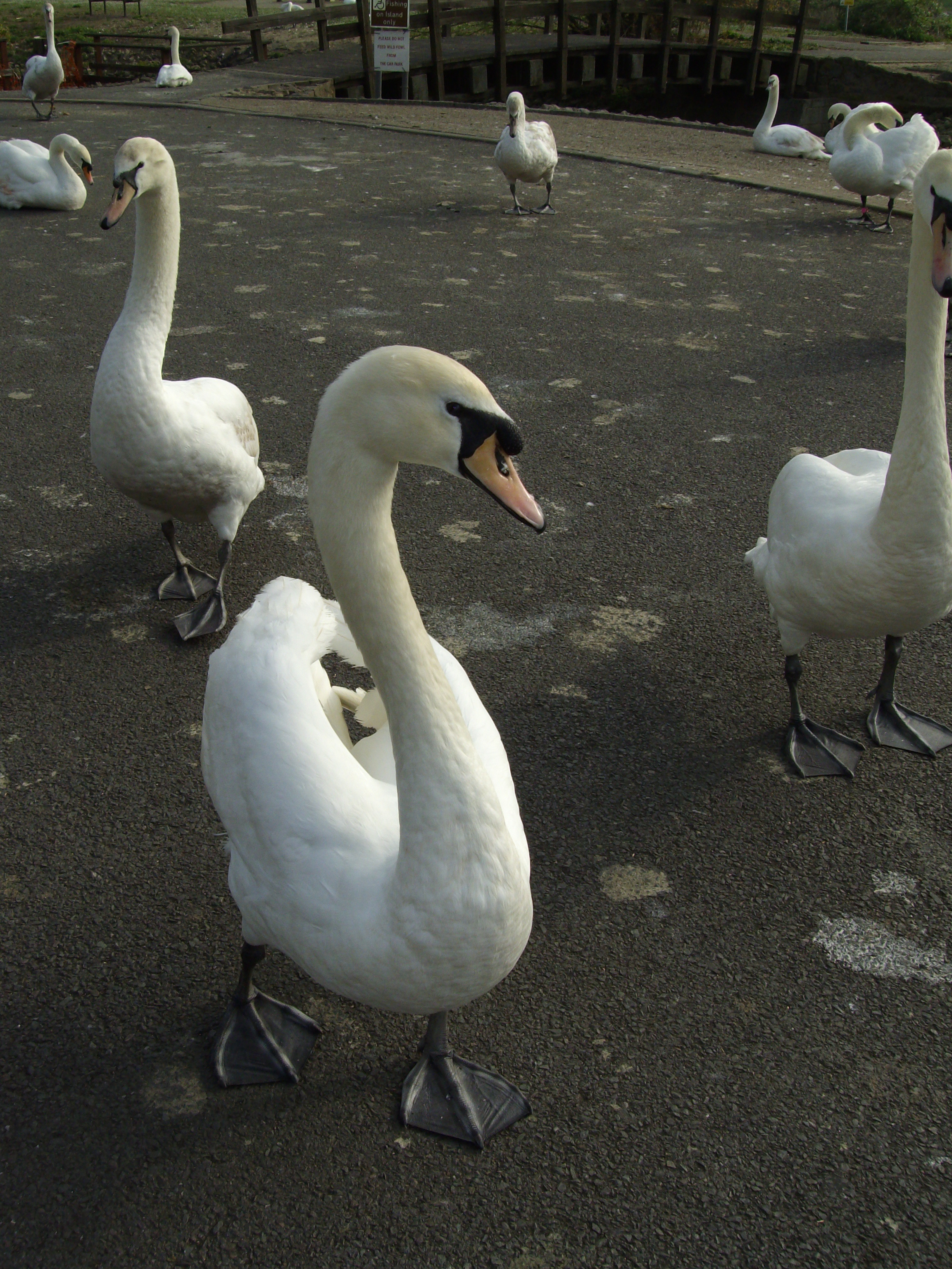 Pentax Optio E30 Sample Image f4.8 1/500 ISO80