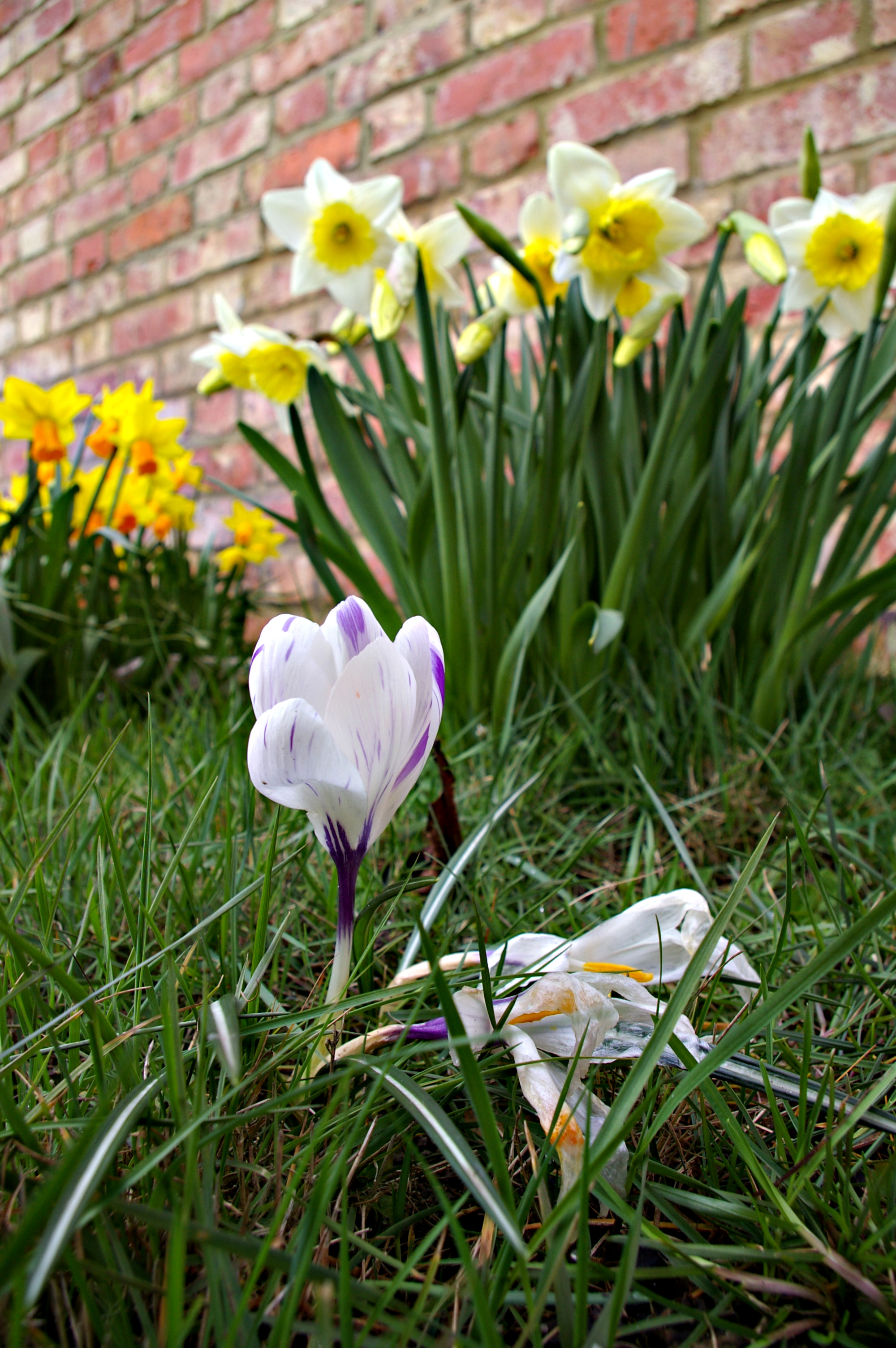 Crocus.jpg