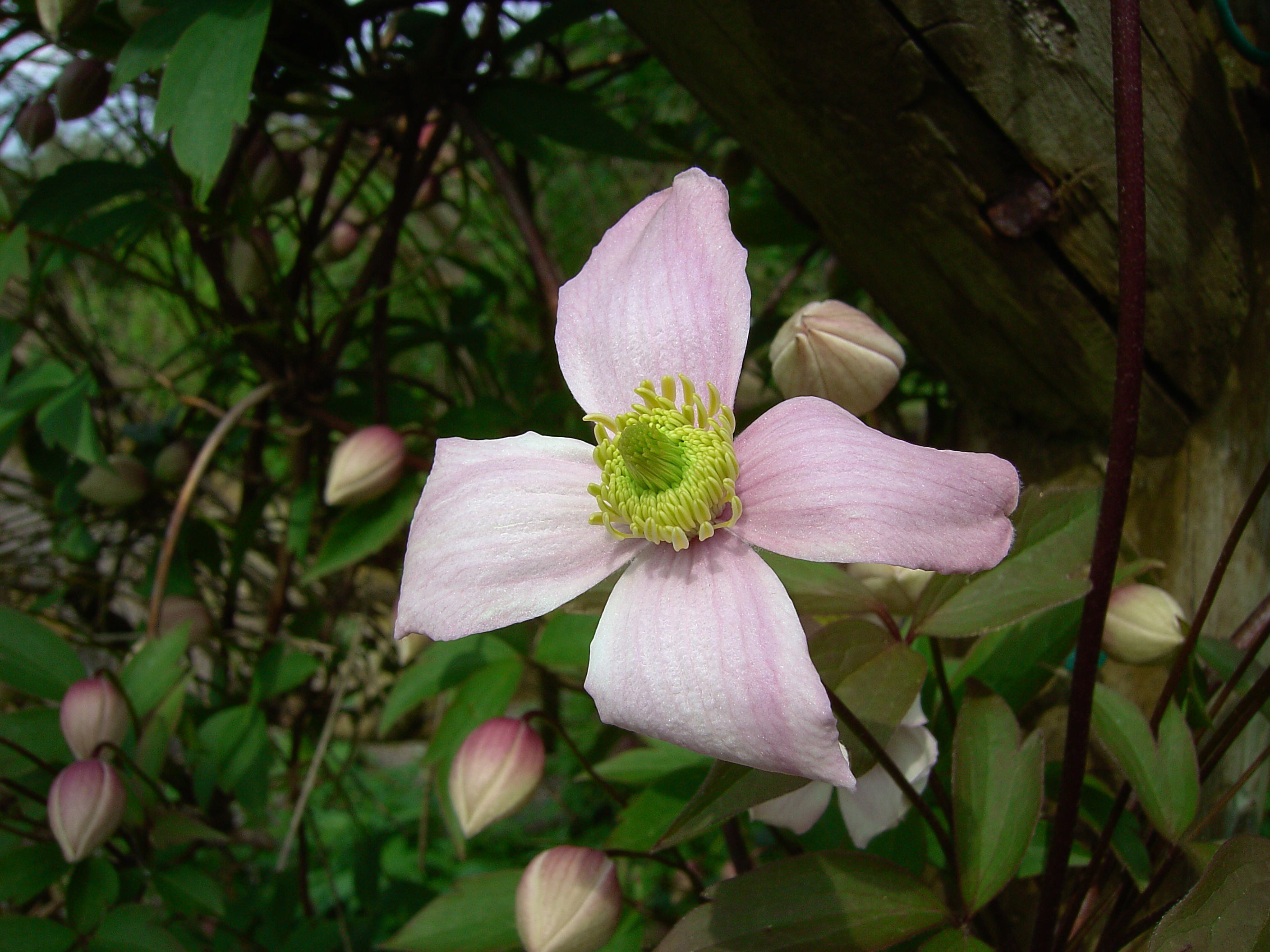 Acer CU 6530 Sample Image - Macro Clematis