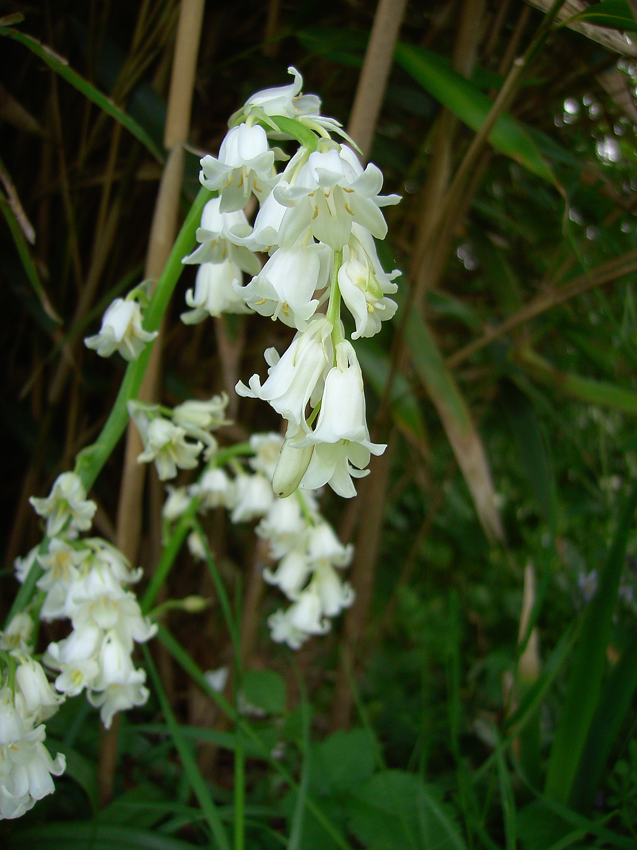 Acer CU 6530 Sample Image - Albino Bluebell