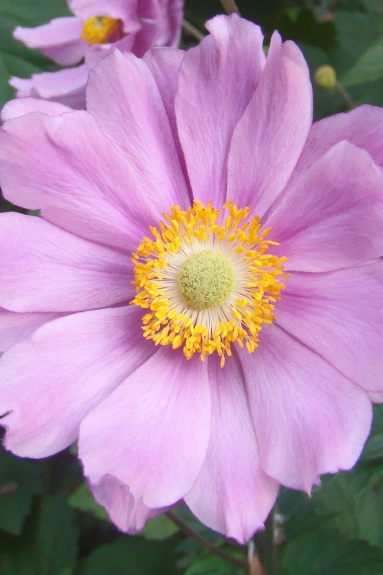 Sony Cyber-shot DSC-H50