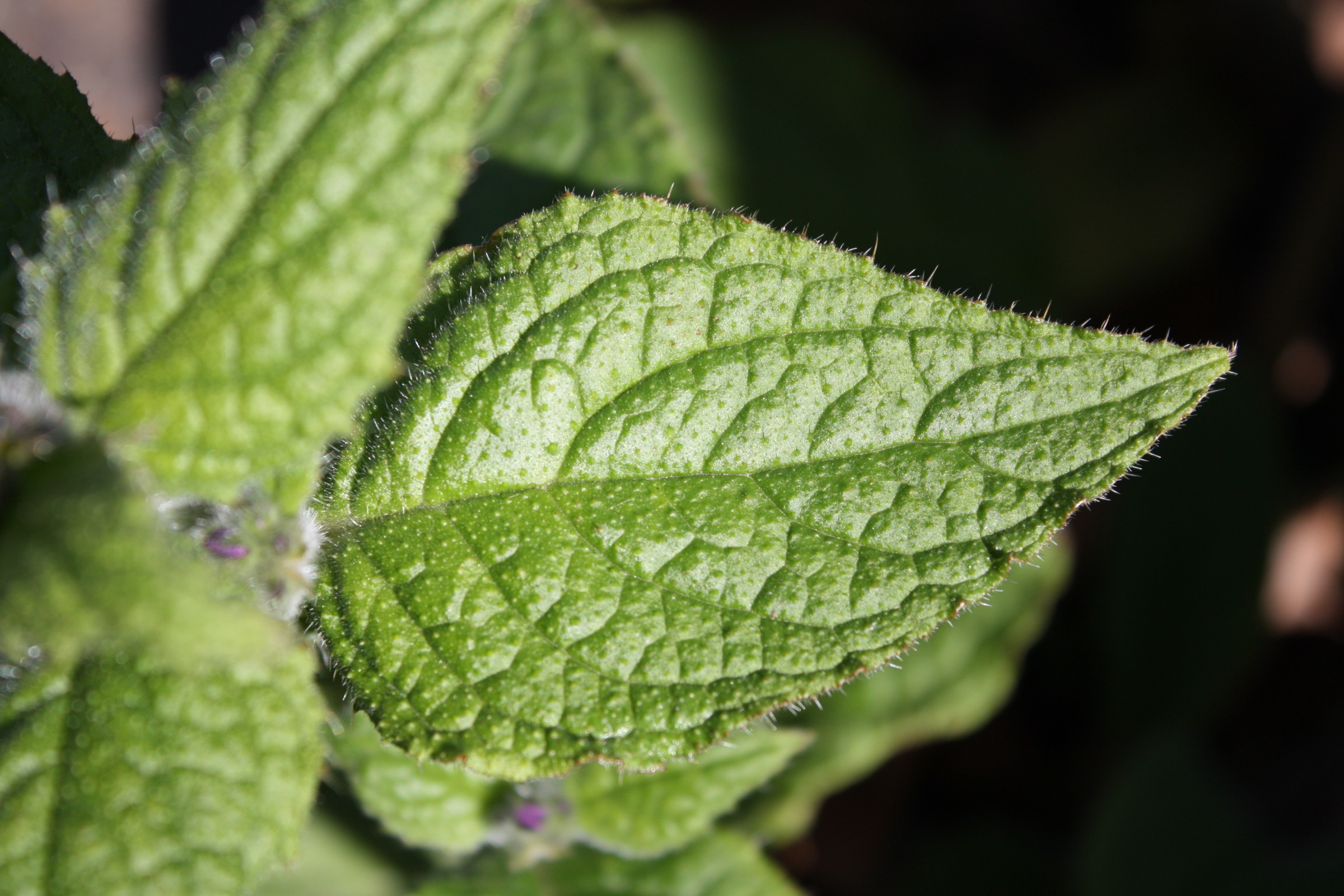 Canon EOS 450D