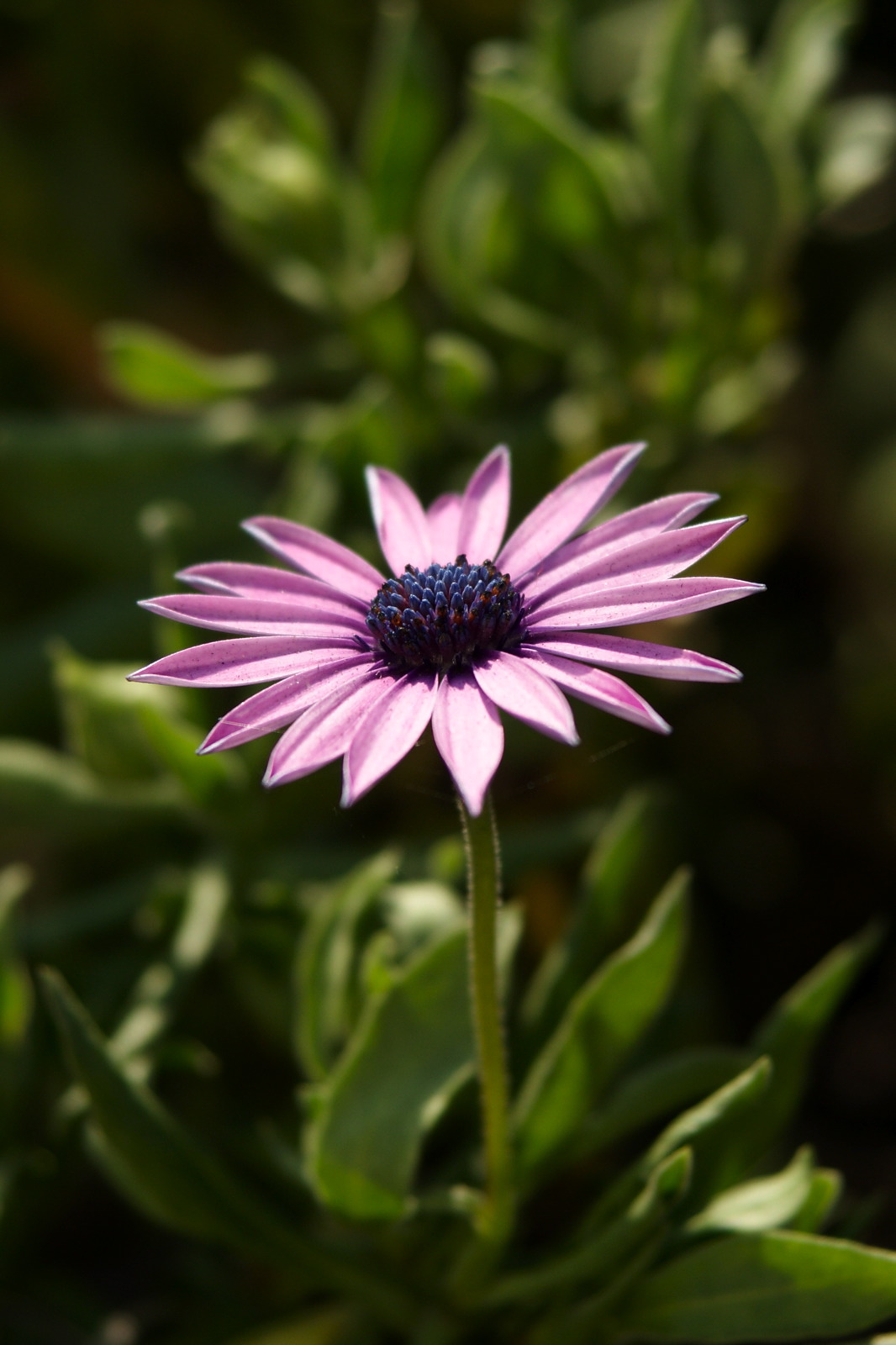 Sony DSLR A200