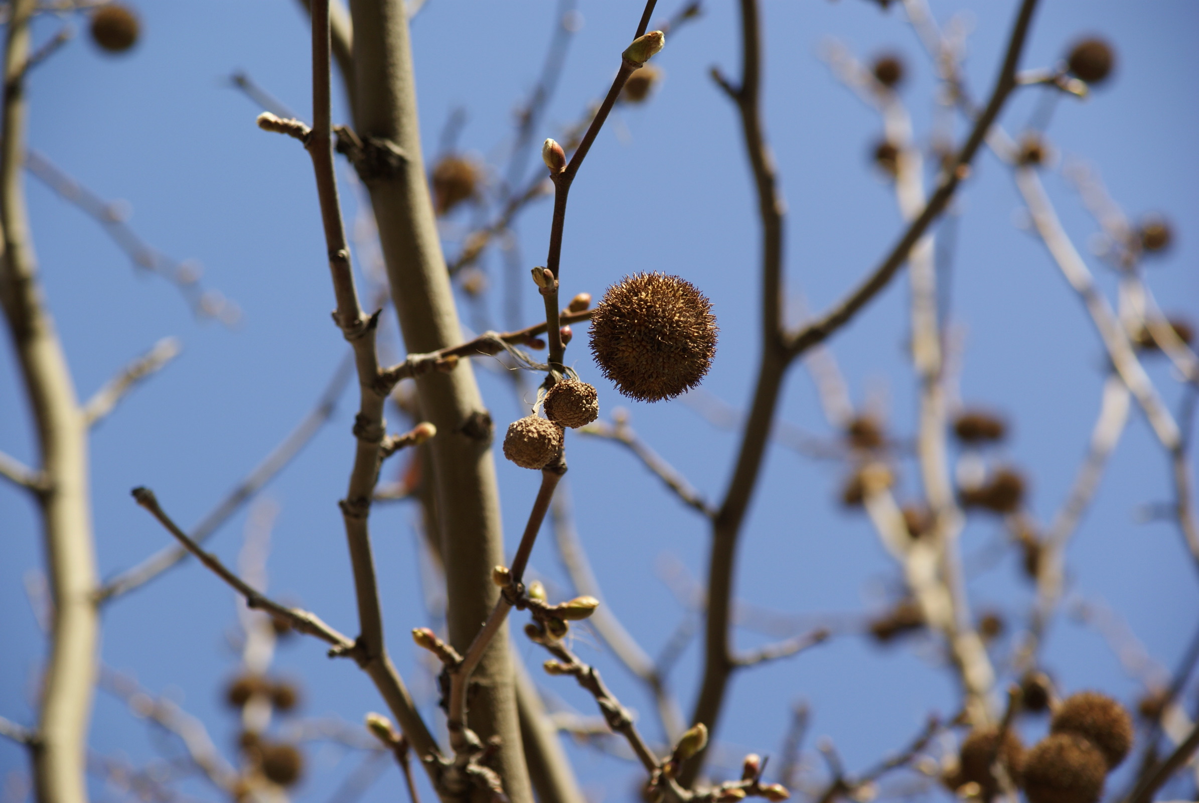 Sony DSLR A200