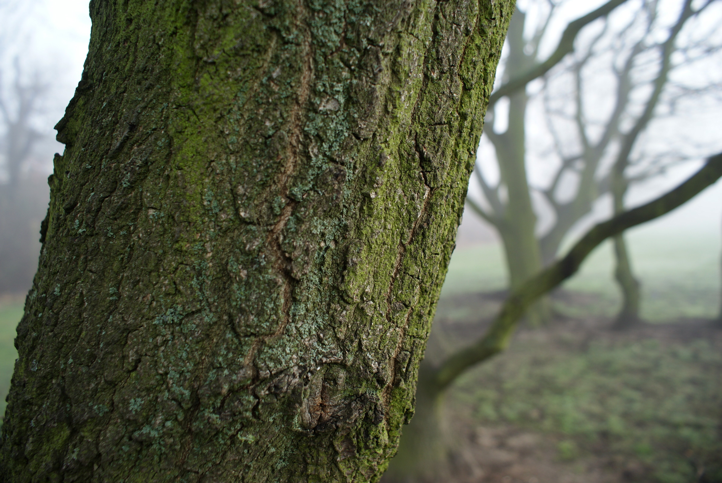 Sony DSLR A200