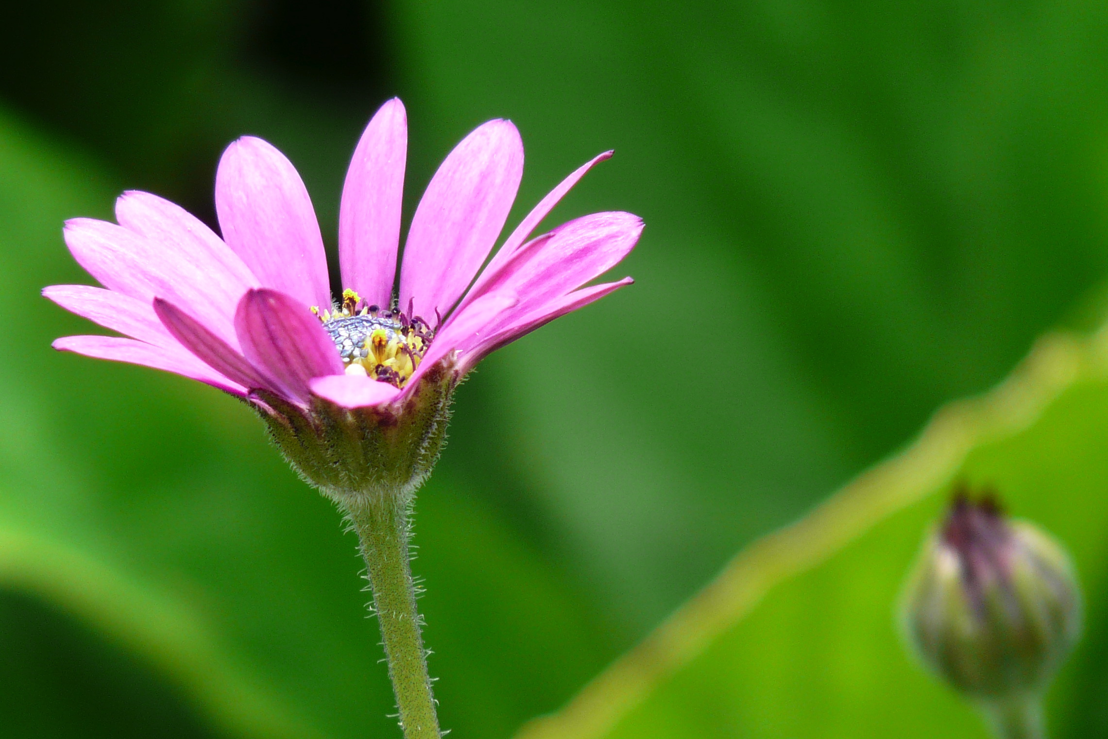 Panasonic Lumix FZ18