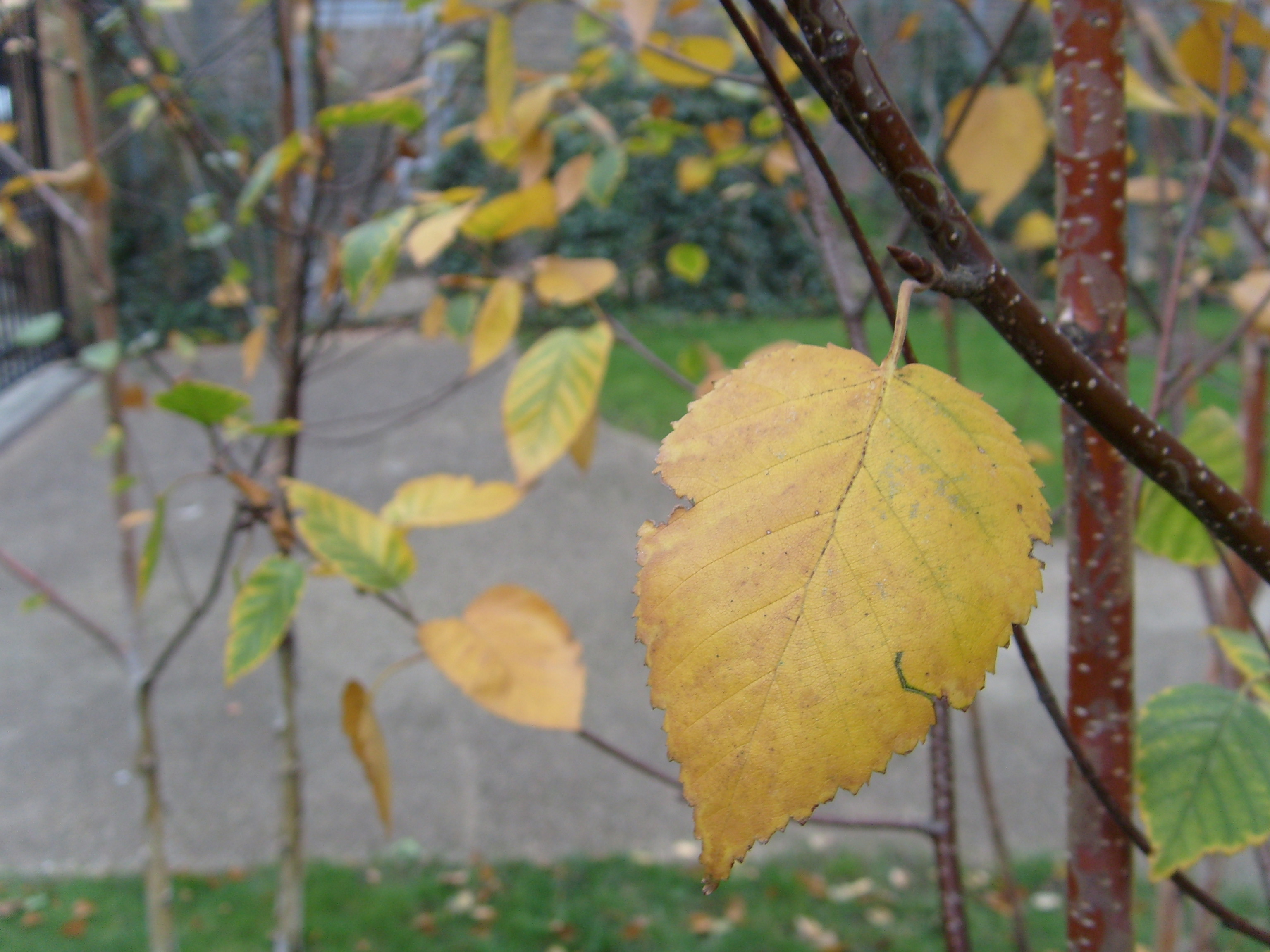 Samsung i7 Sample Image