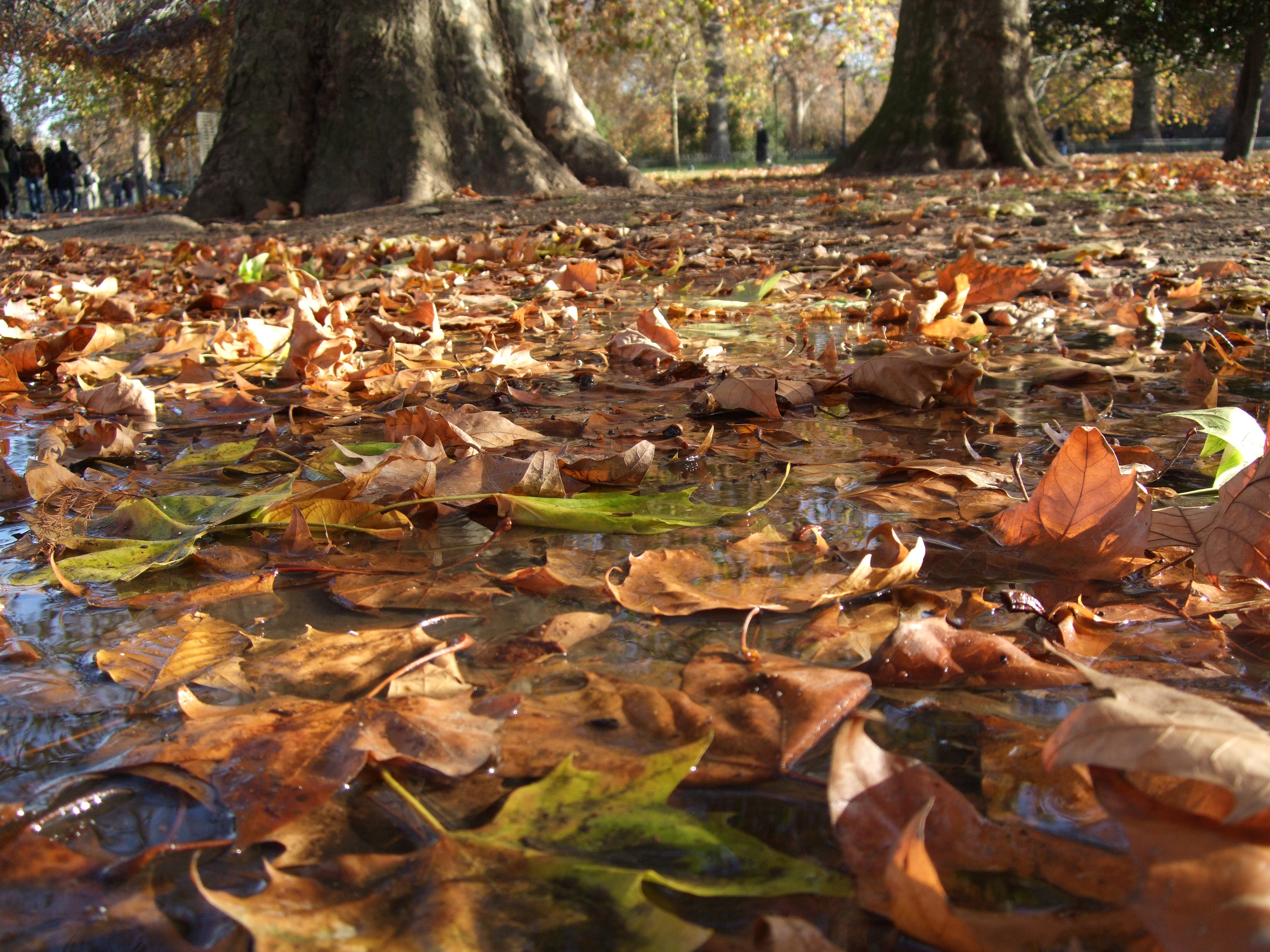 Fujifilm FinePix F50fd Sample Image