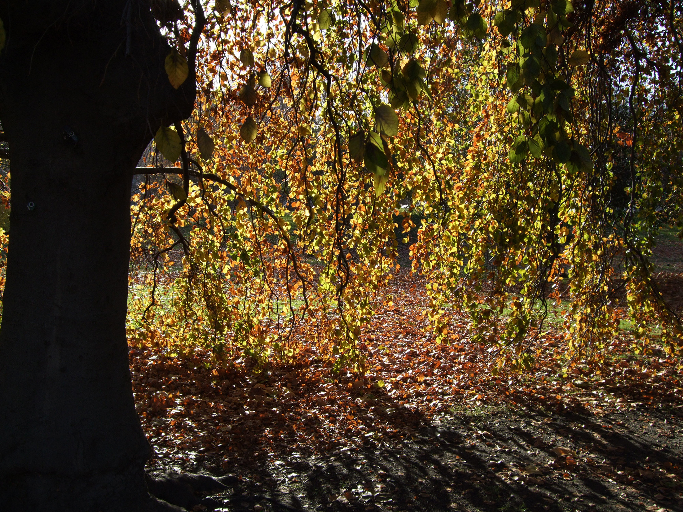 Fujifilm FinePix F50fd Sample Image