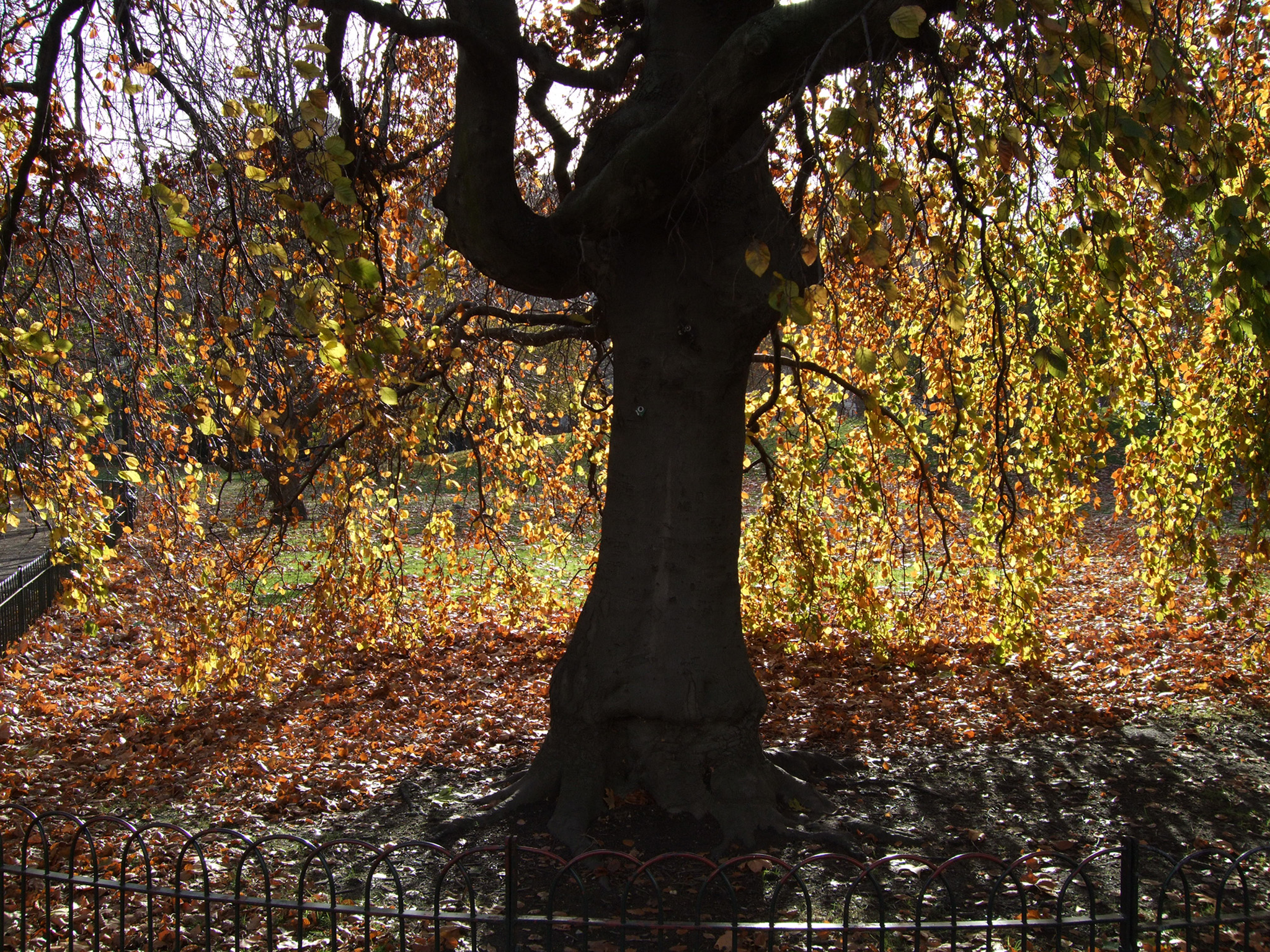 Fujifilm FinePix F50fd Sample Image