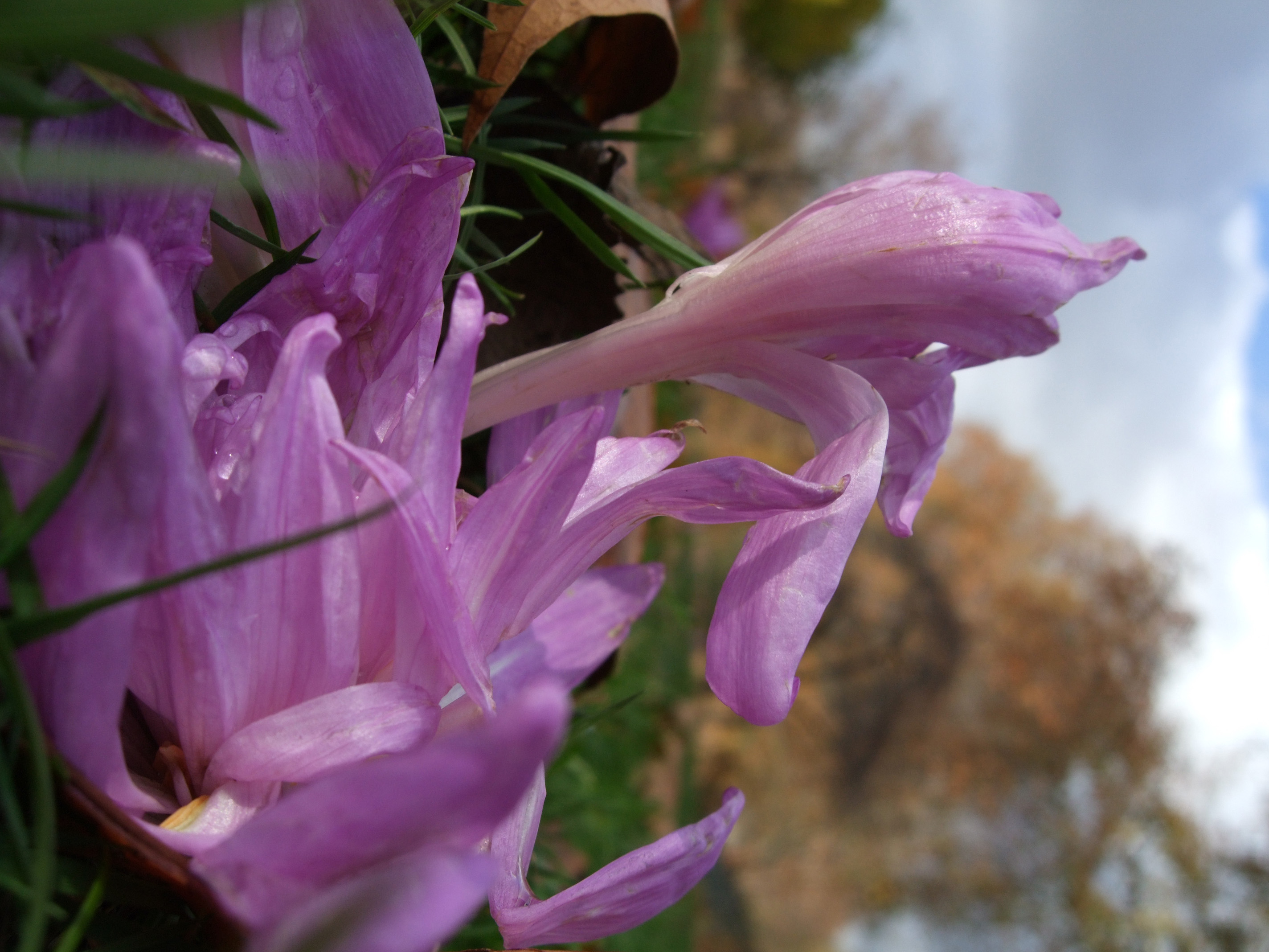 Fujifilm FinePix F50fd Sample Image