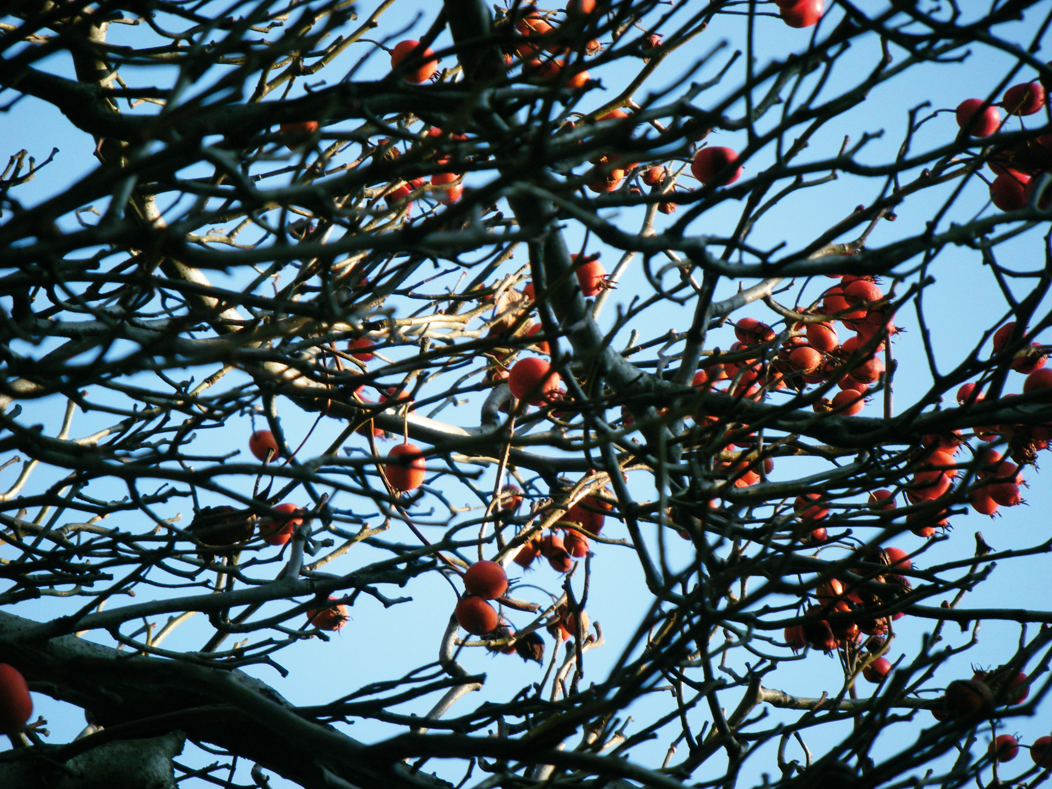 Fujifilm FinePix Z100fd Sample Image