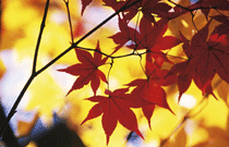 Photoshop: Autumn Images