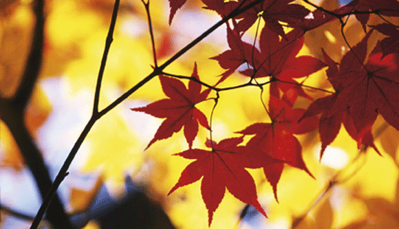 Photoshop: Autumn Images